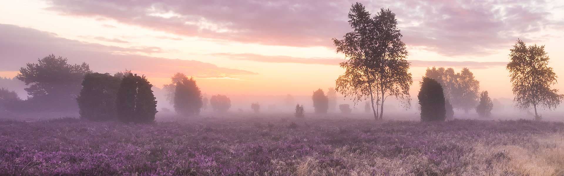 Header Bild
