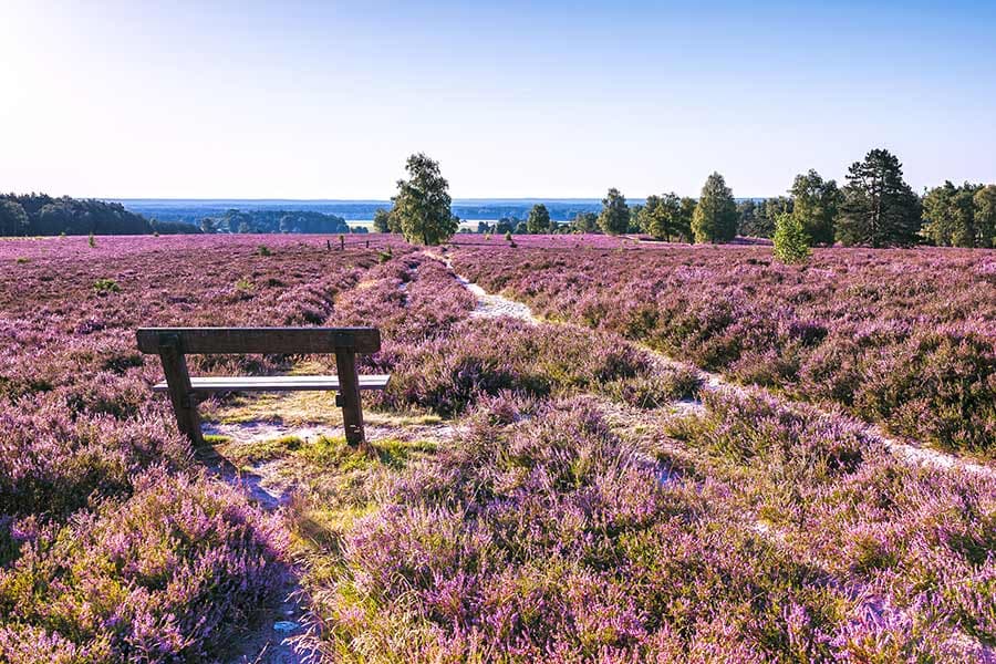 Bank mit toller Aussicht in der Lüneburger Heide