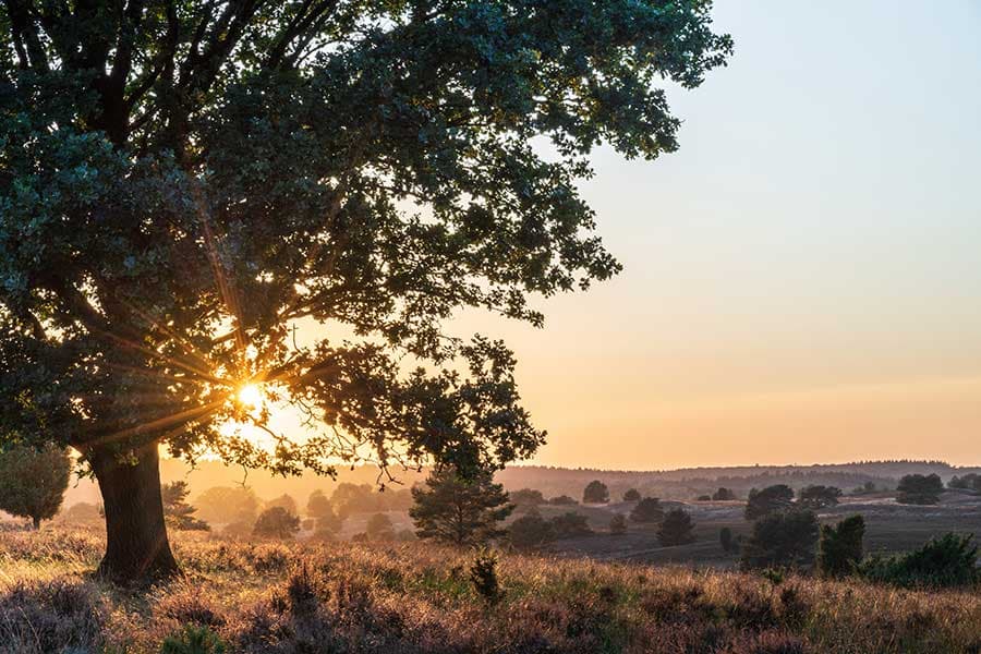 Heideschleife Rundwanderweg Radenbachtal