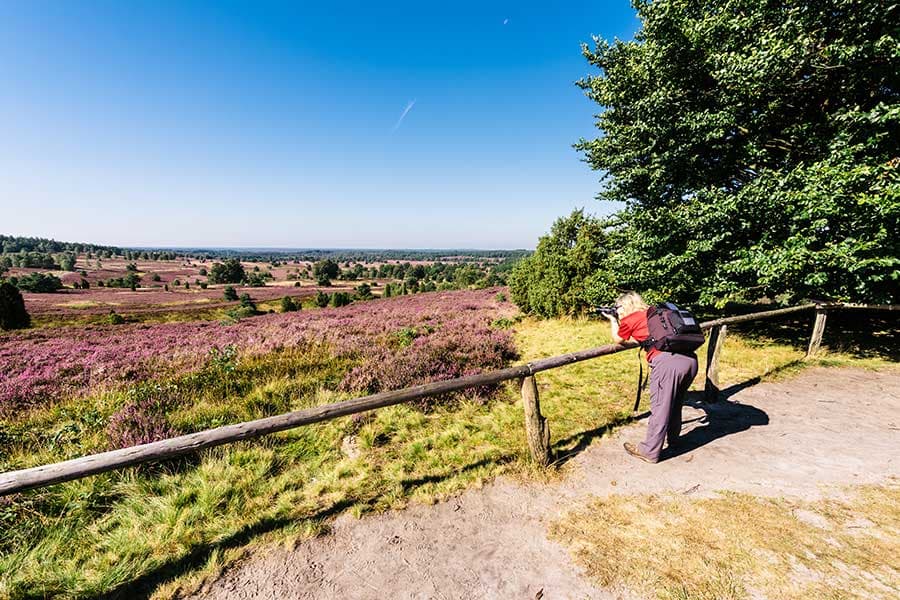 Panoramablick auf der Heideschleife Rundwanderweg Wilseder Berg