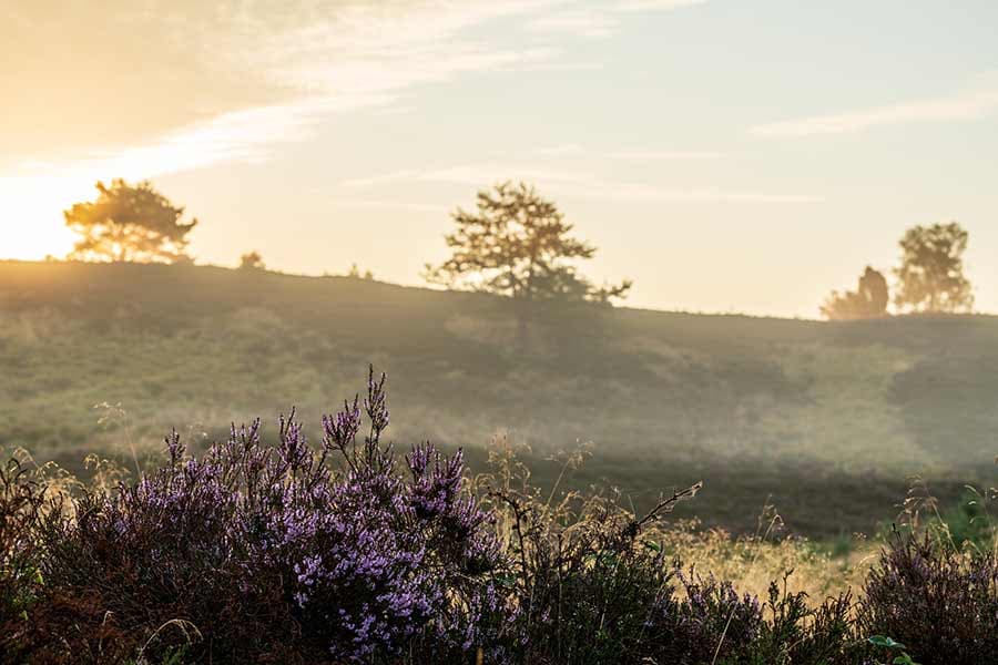 Radenbachtal mit Nebel bei Undeloh in der Lüneburger Heide