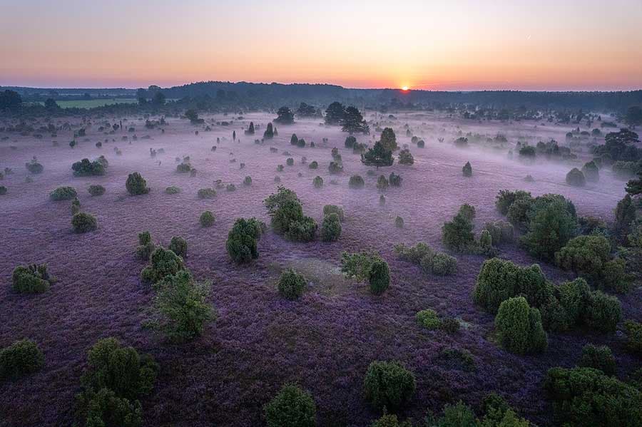 Heideblüte Lüneburger Heide