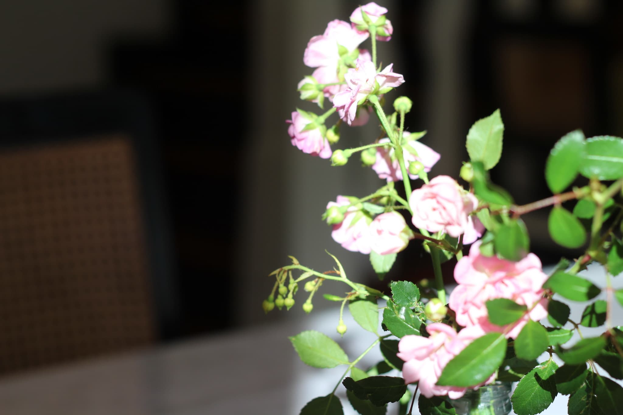 Rose der Ferienwohnung Sterntaler in Stübeckshorn