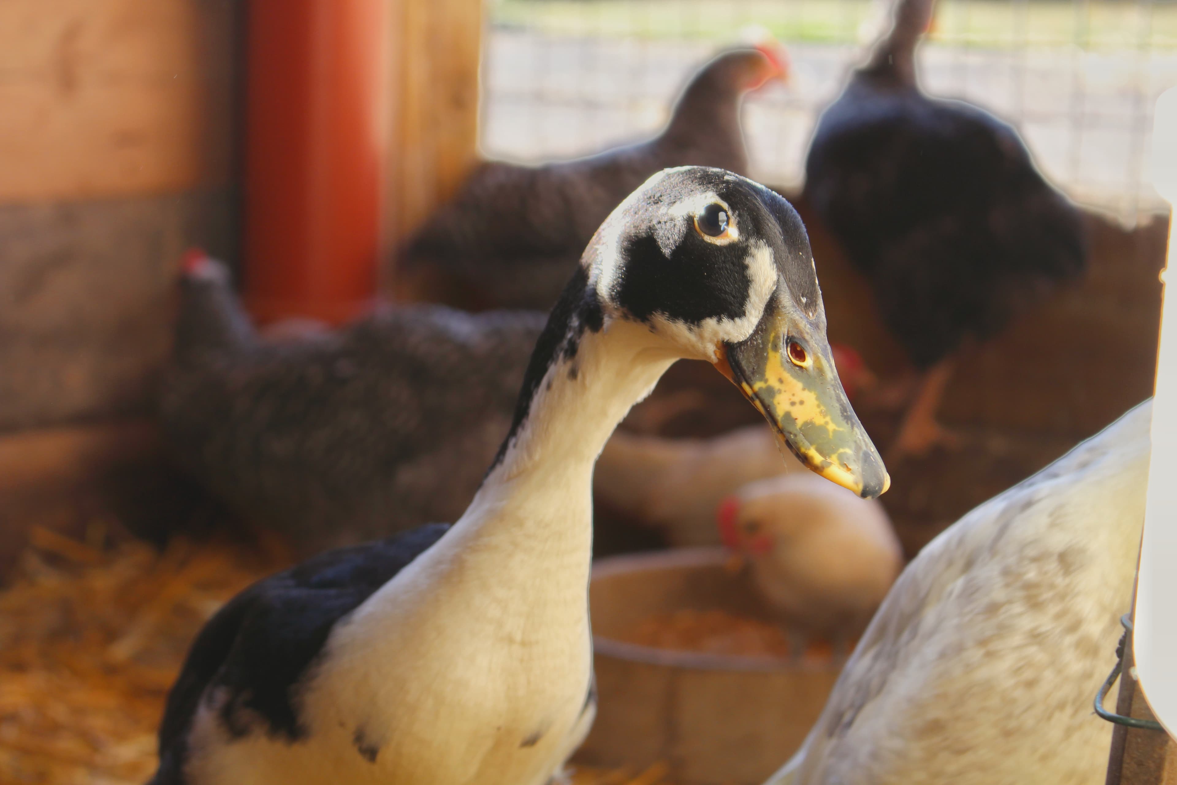 Laufenten auf dem Hof des Ferienhaus Alter Speicher in Soltau