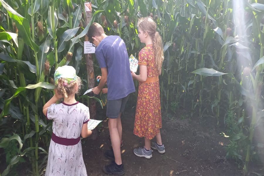 Maislabyrinth Südheide