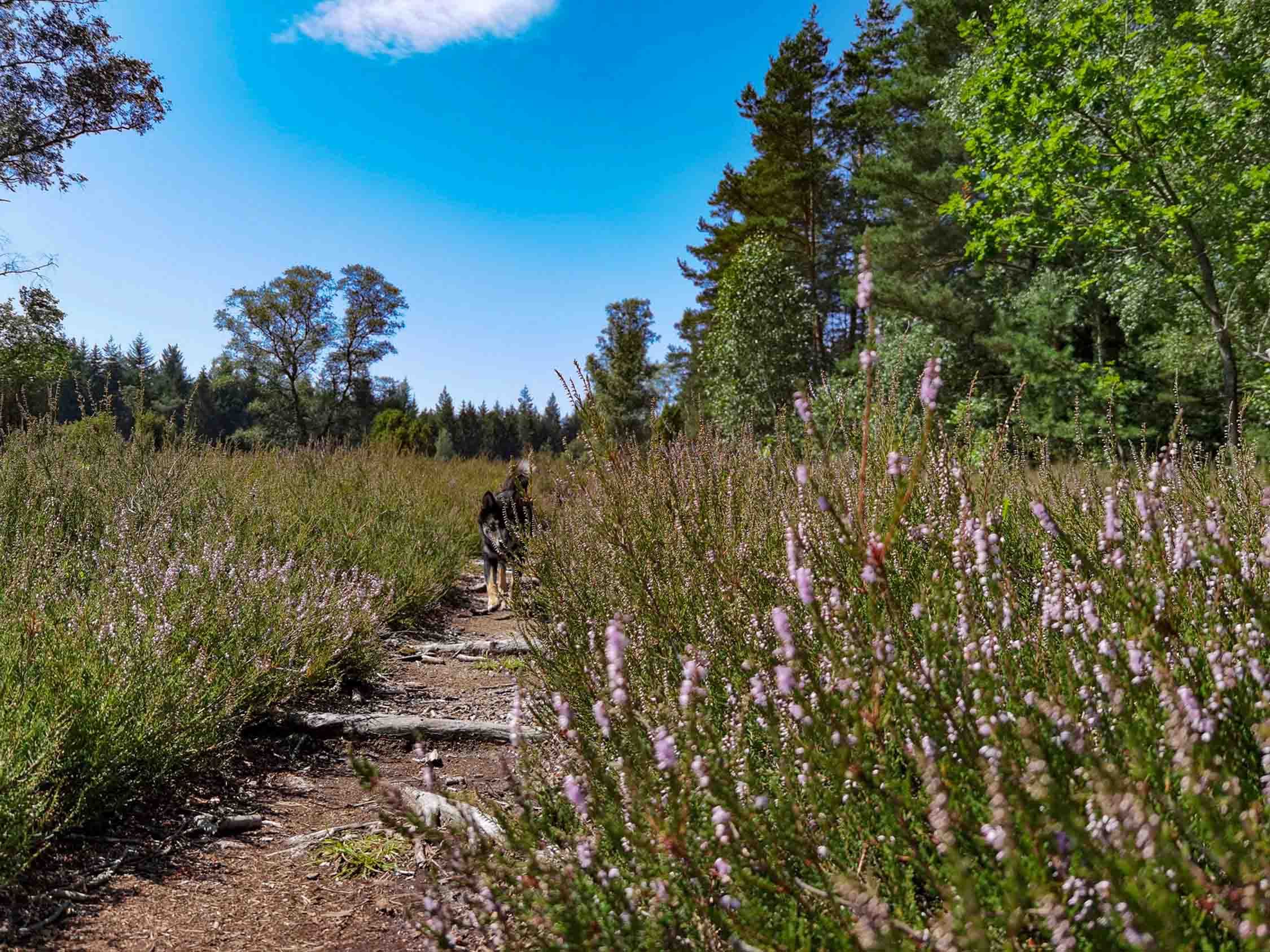 Auch vierbeinige Wanderer haben Spaß in der Heide