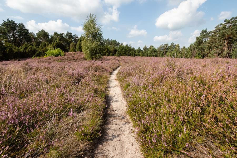heide, blumen, wald, stein