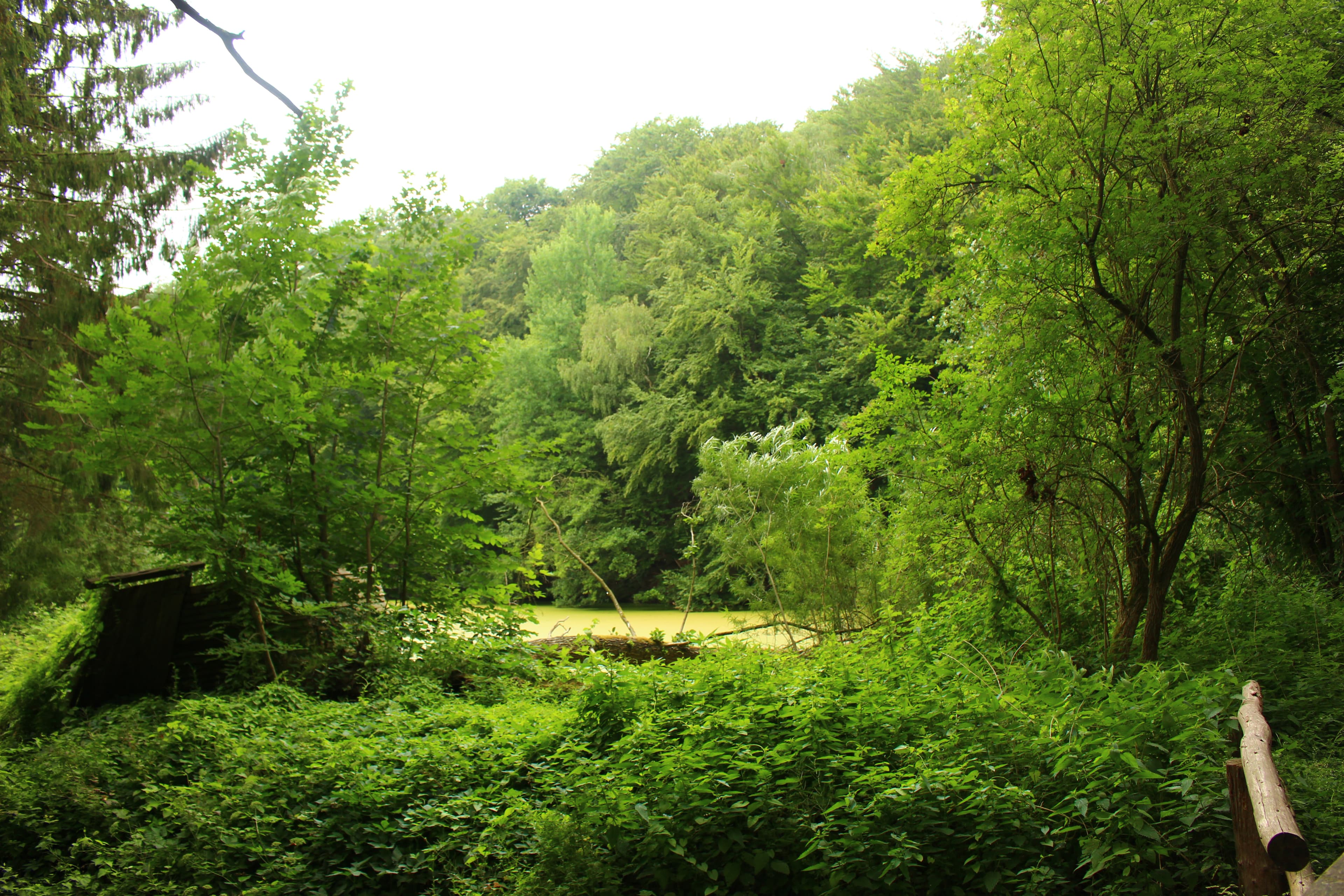 Waldgebiet Eckernworth in Walsrode