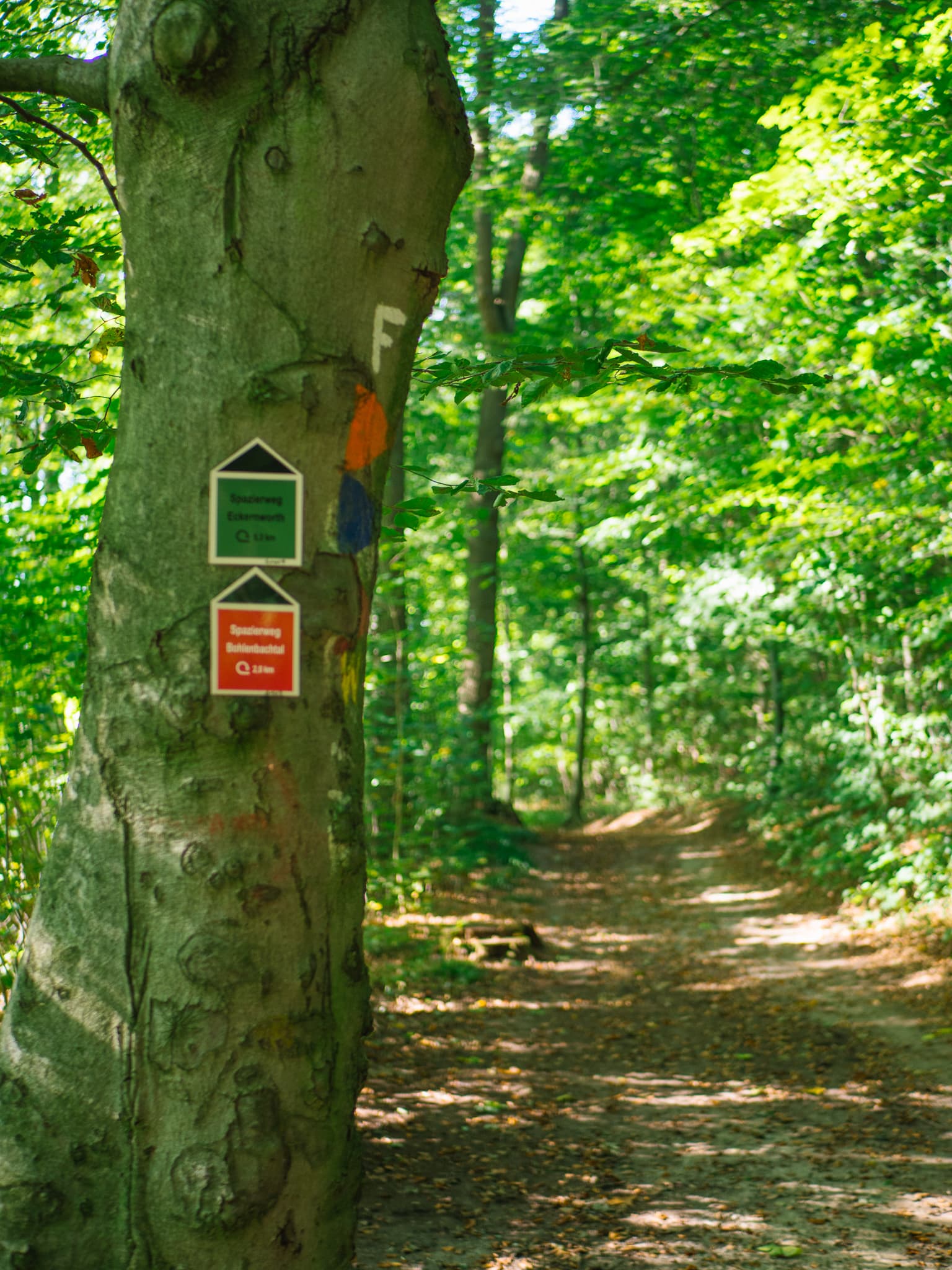 Spazierweg im Waldgebiet Eckernworth in Walsrode