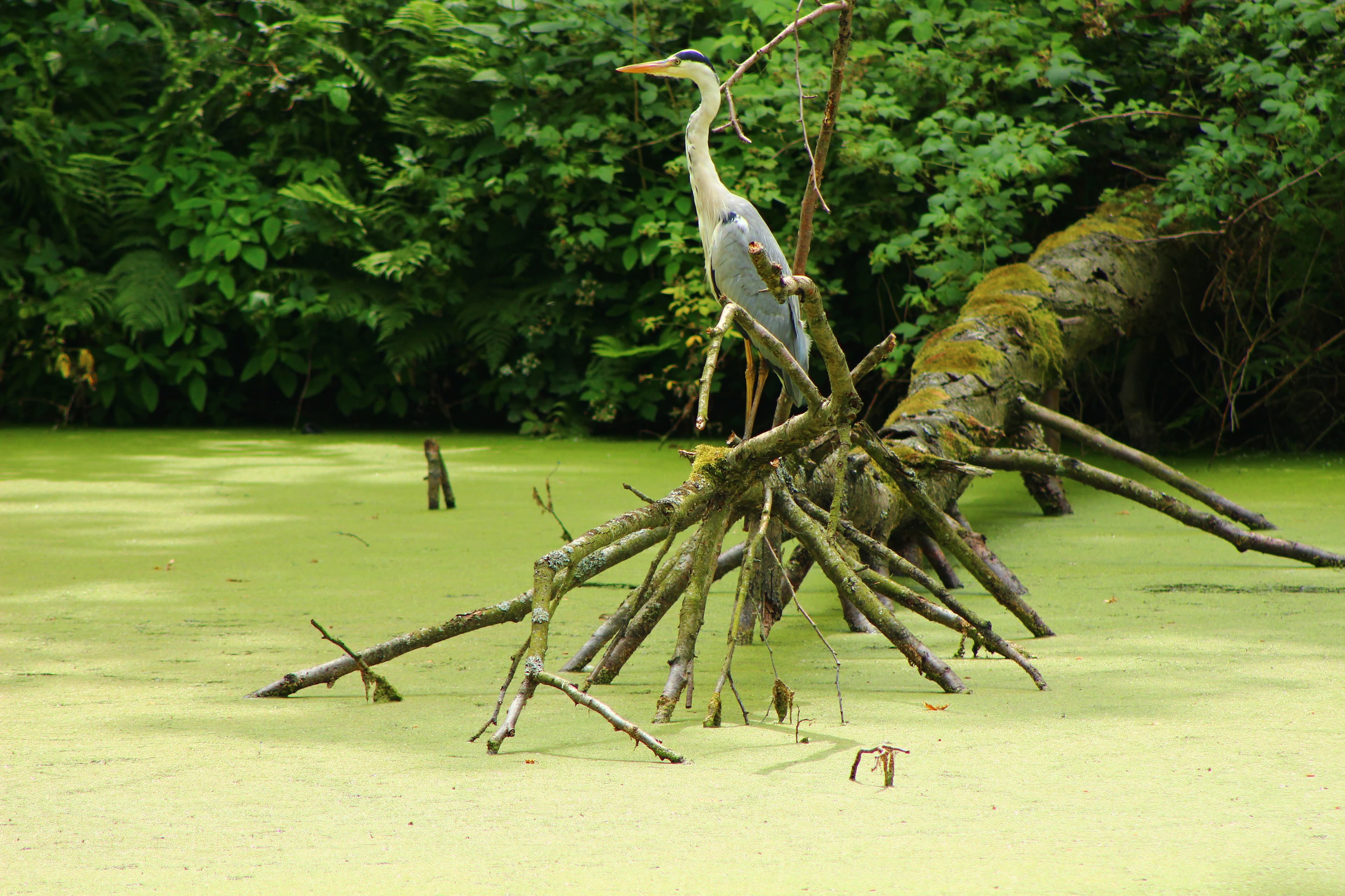 Graureiher im Waldgebiet Eckernworth in Walsrode