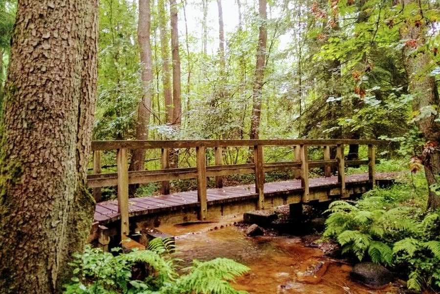 Mondscheinbrücke im Waldgebiet Eckernworth in Walsrode