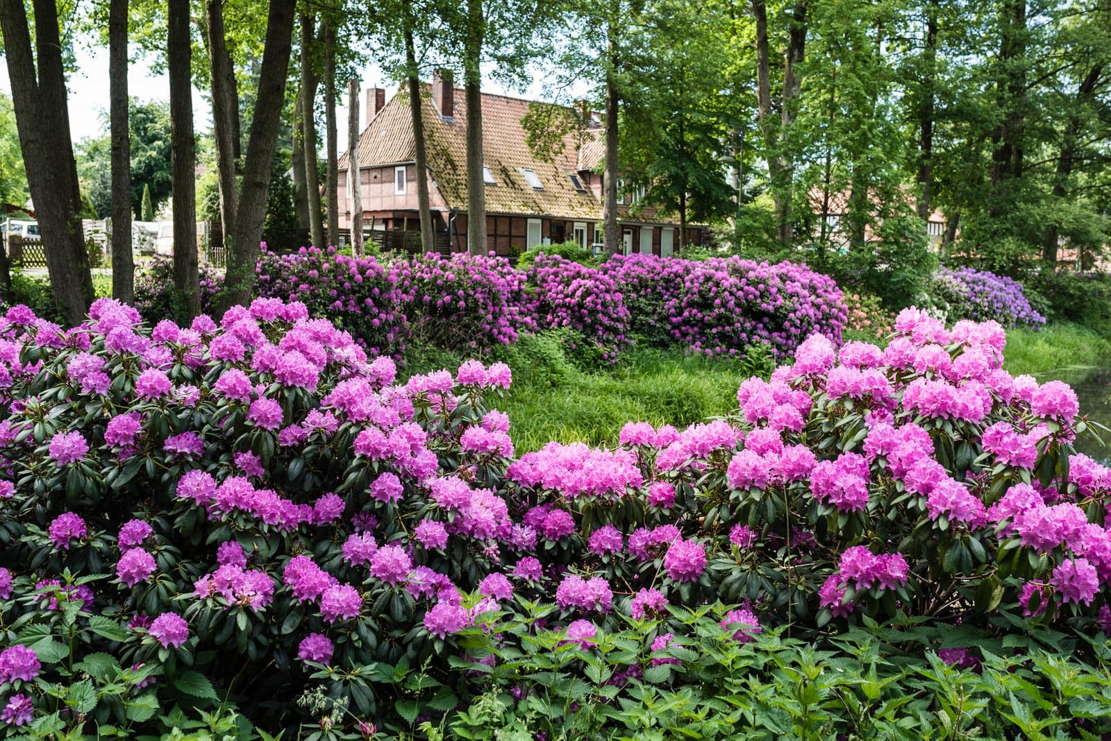 Blütenpracht am Heidschnuckenweg in Bispingen