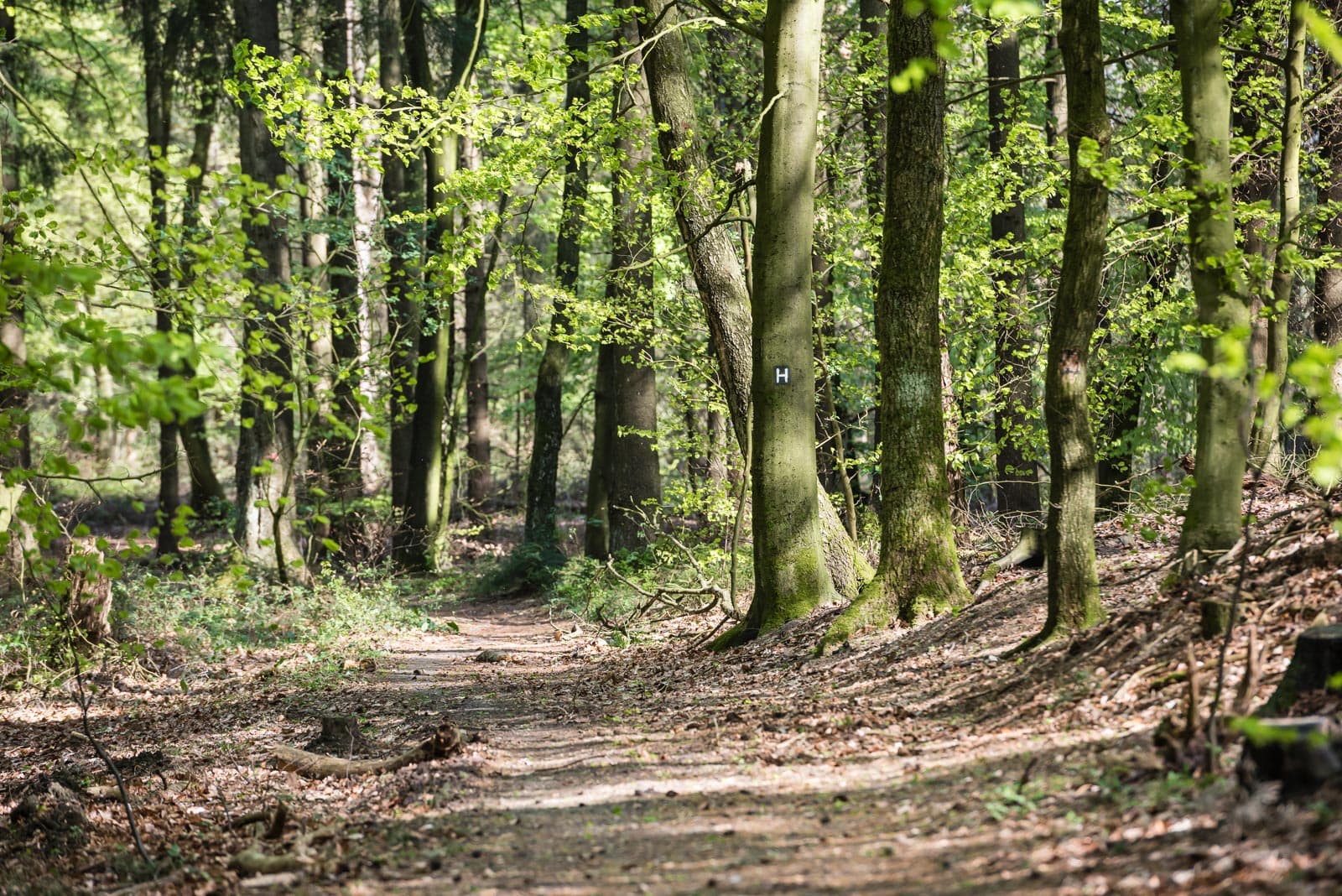 Wandern auf dem Heidschnuckenweg Etappe 1 im Frühling