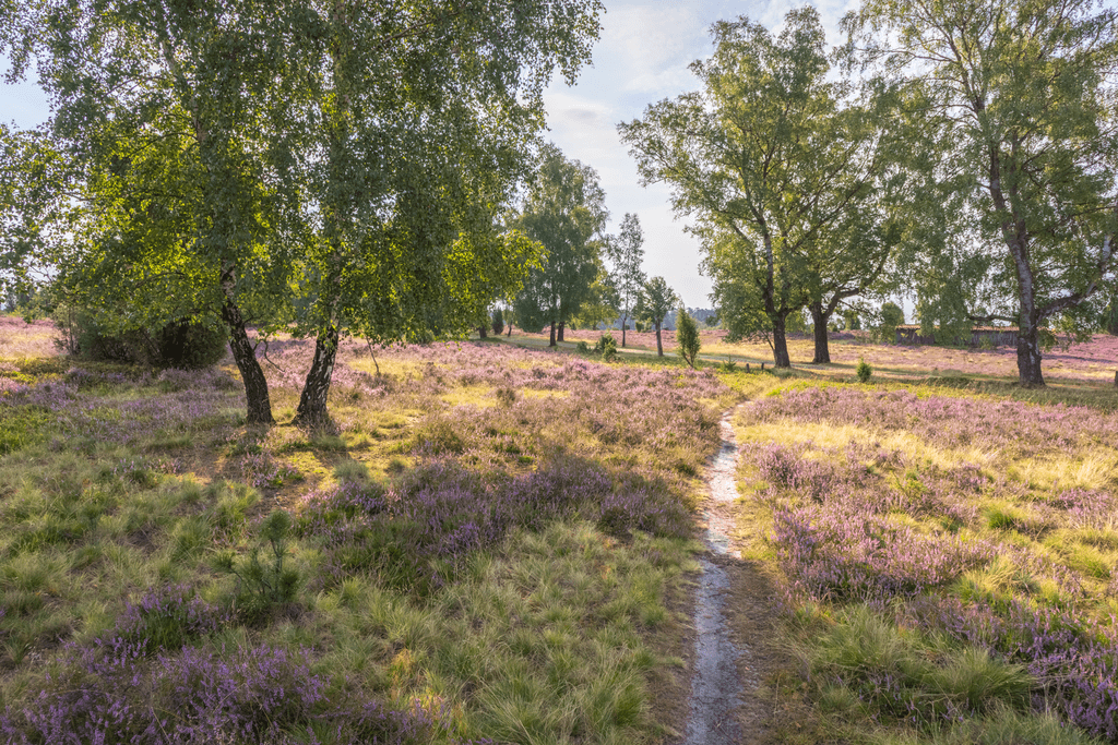 Die Weite der Döhler Heide, mit ihren Birken, ist sehr beruhigend