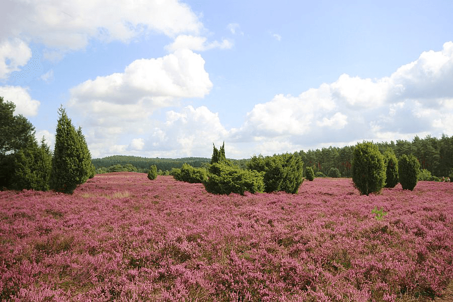 Heidefläche Sudermühlen in Egestorf in der Lüneburger Heide