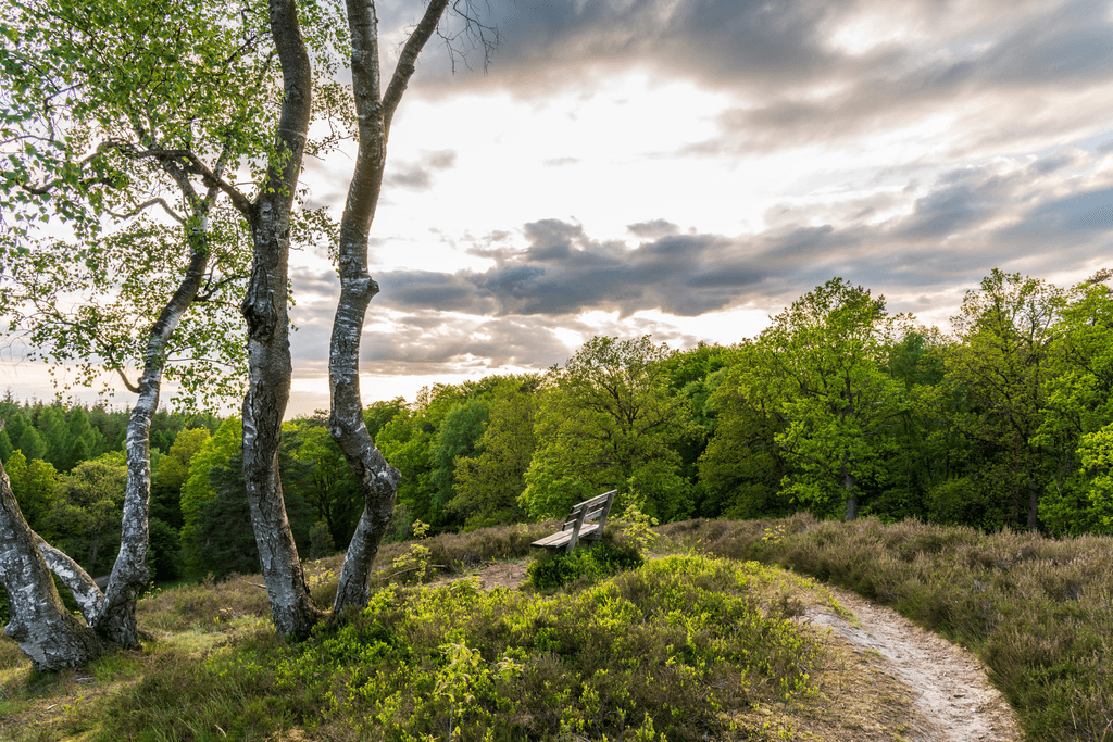 Die Birkenbank in Egestorf in der Lüneburger Heide ist berühmt