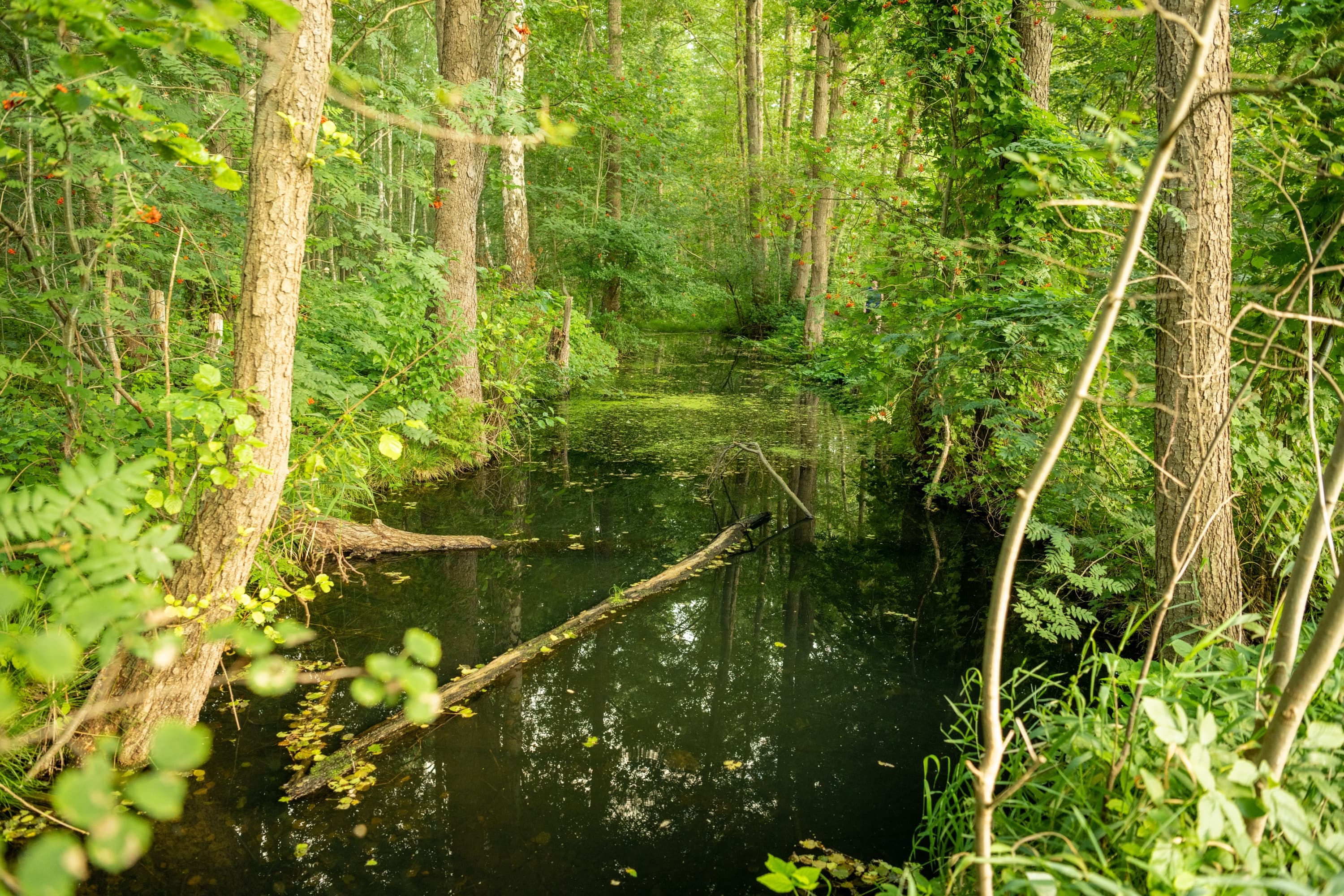 Bach auf dem Rundweg Wanderweg Meissendorfer Teiche
