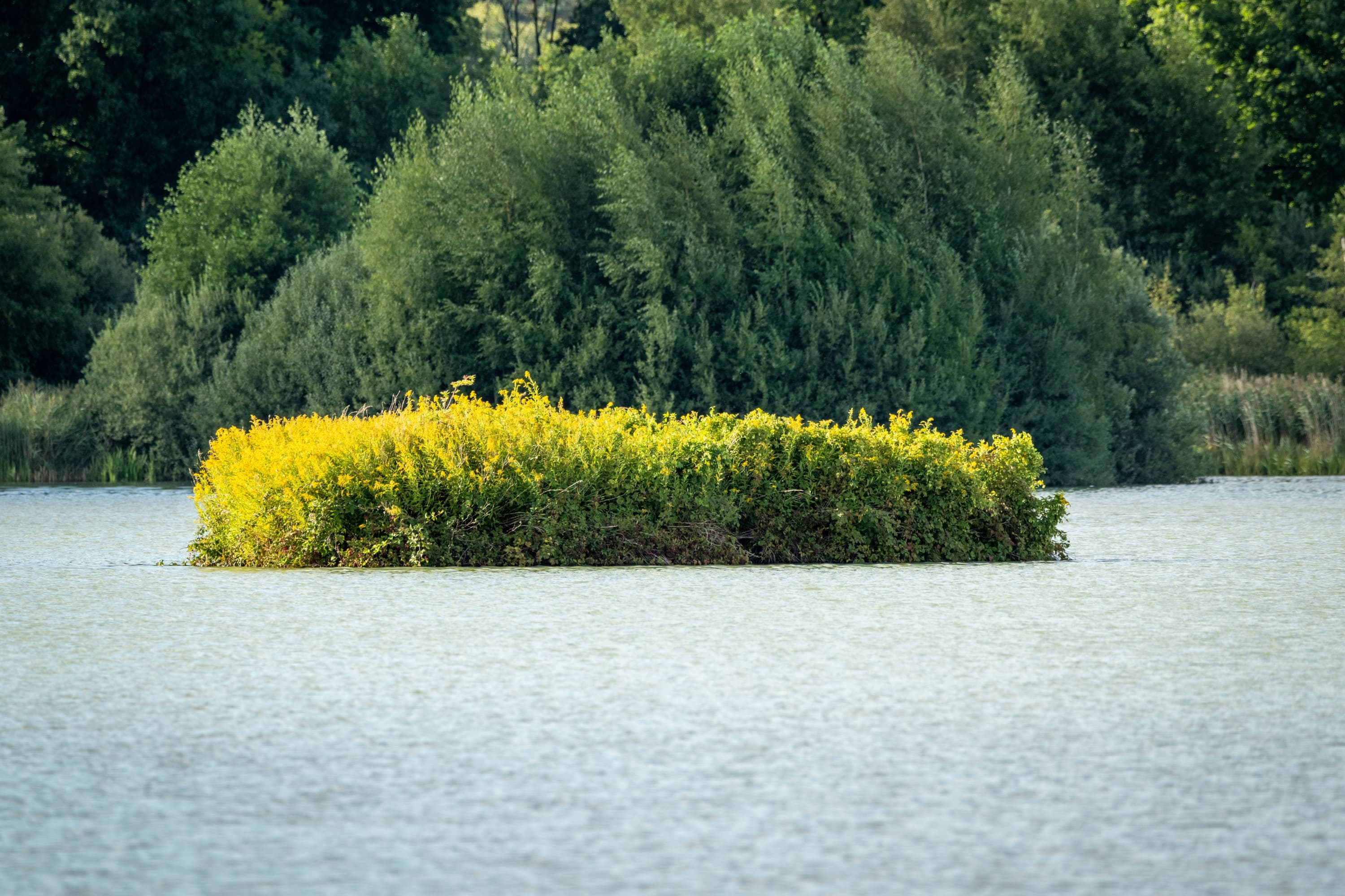 eine Insel mitten in den Meissendorfer Teichen