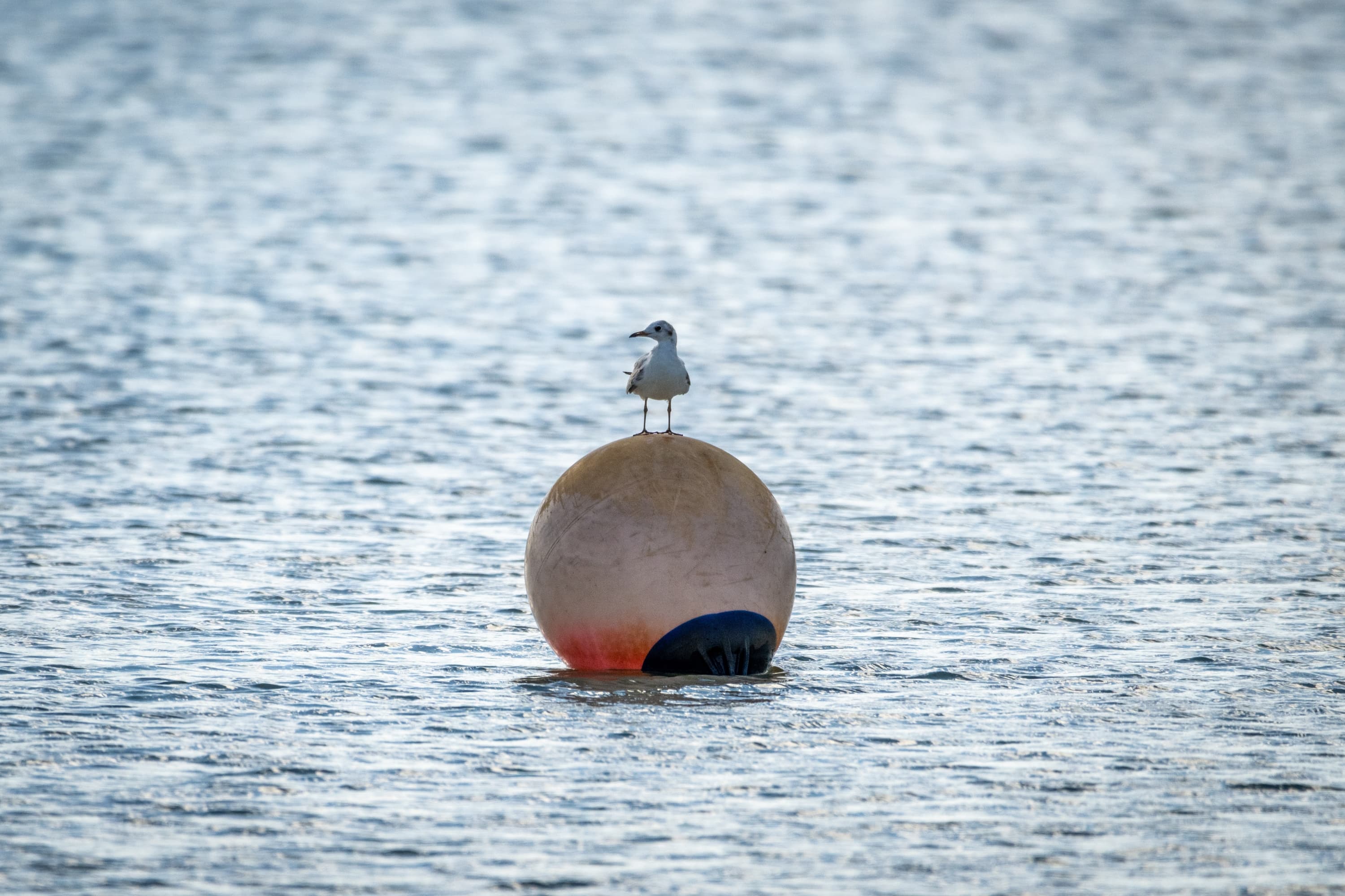Auf dem Rundweg Meissendorfer Teiche kann man viele Vögel beobachten