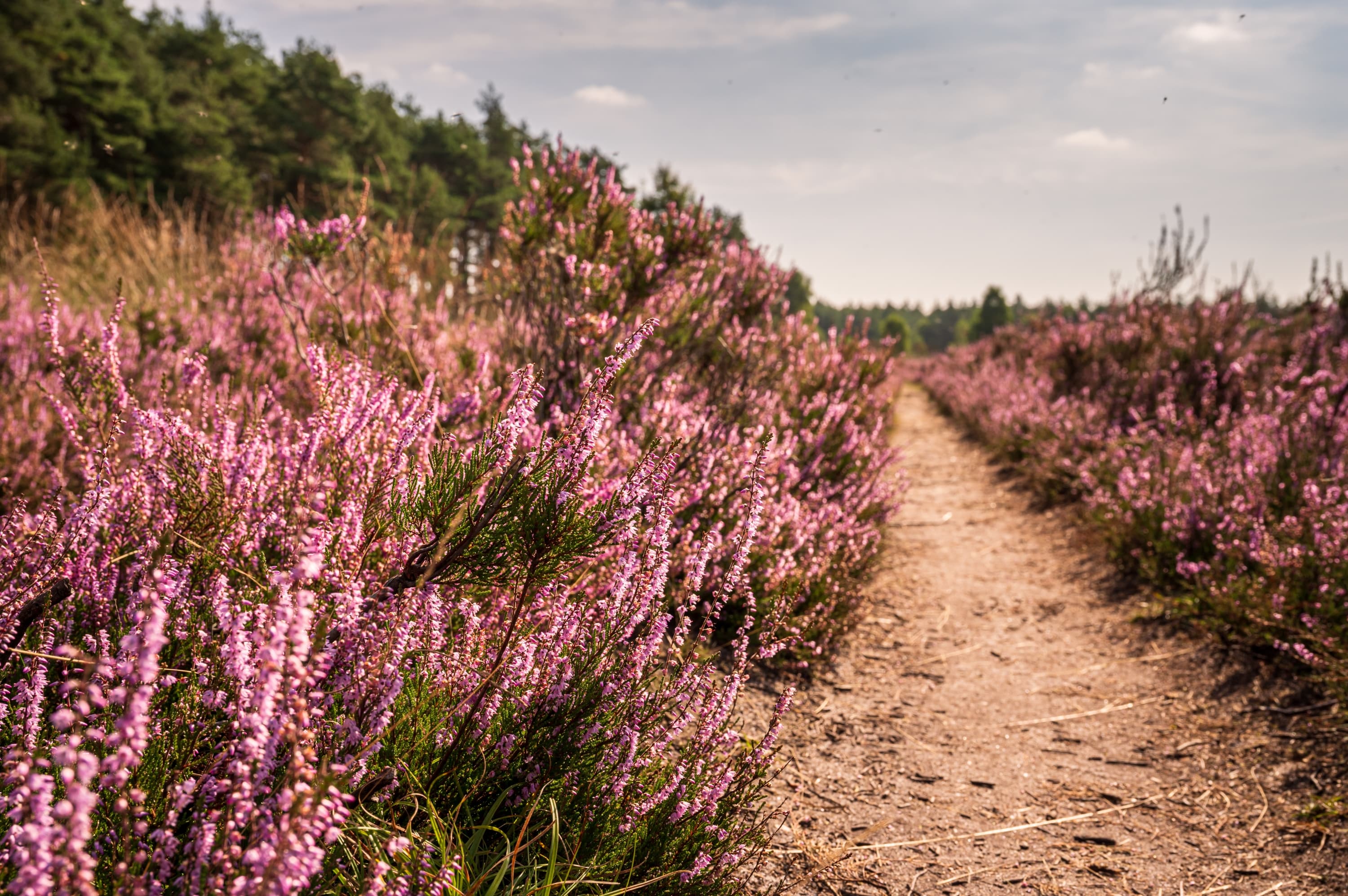 Hermannsburg Misselhorner Heide Heideblüte