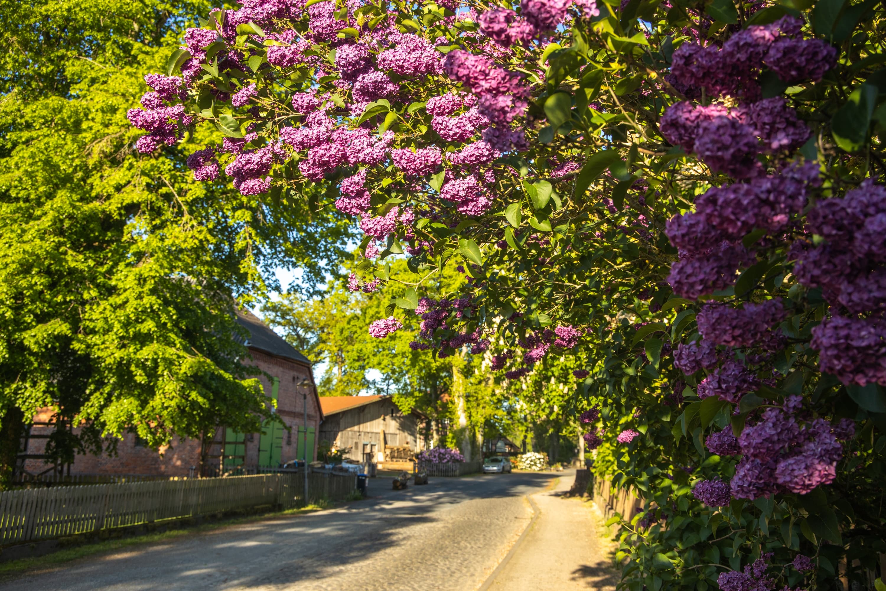 Müden Örtze Frühling