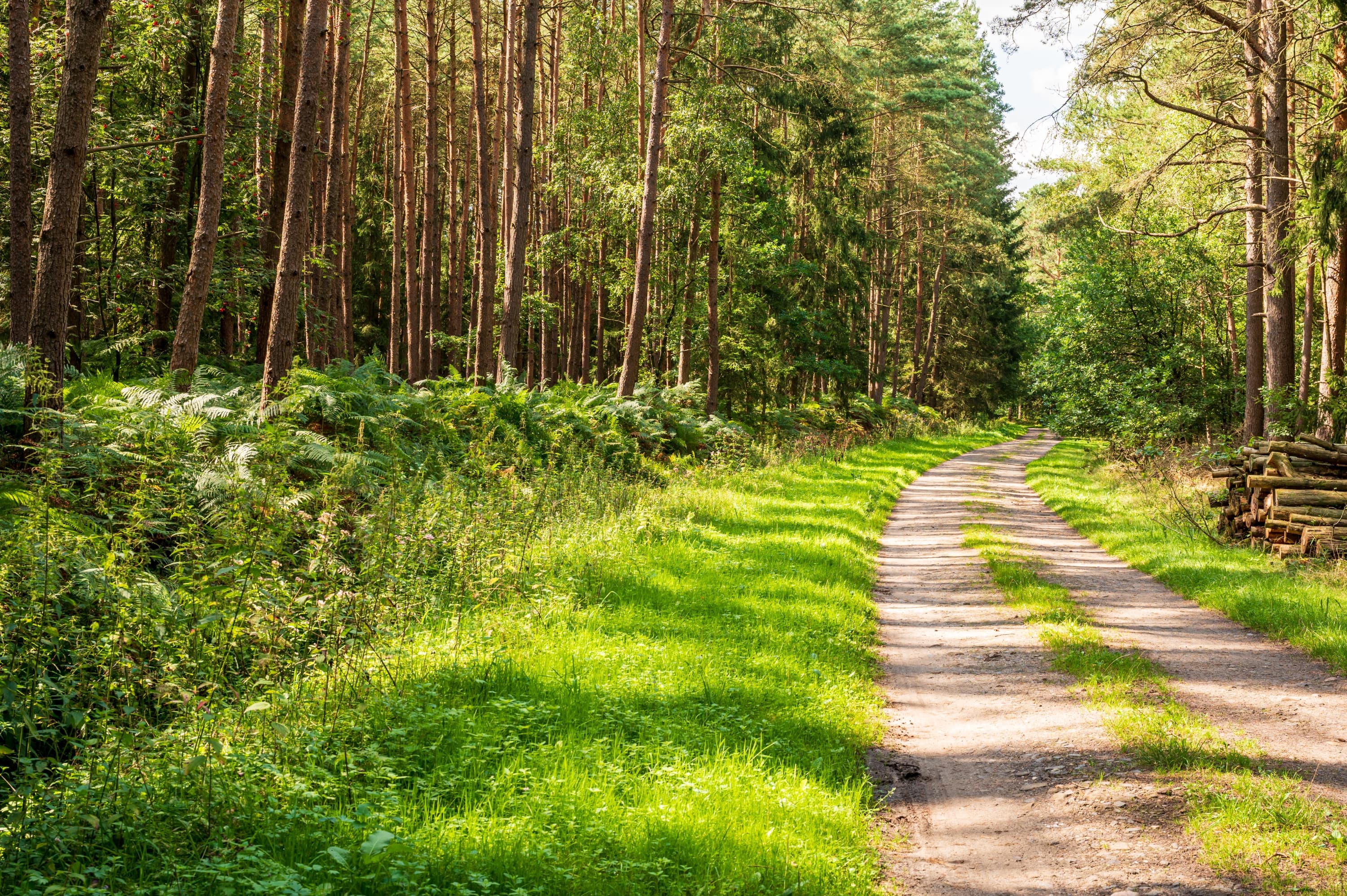 Hermannsburg Weesen Wald Wanderweg