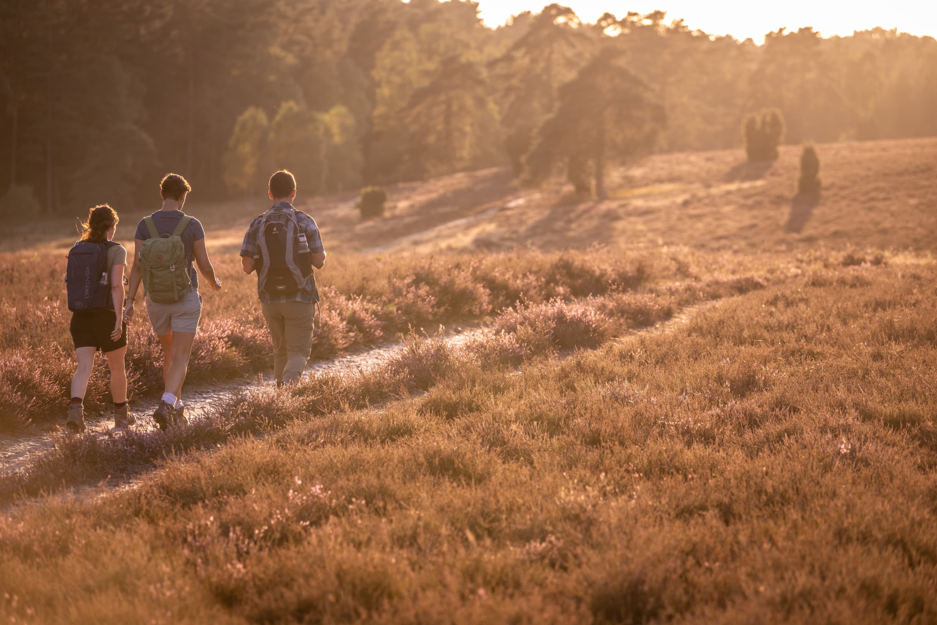 Hermannsburg Misselhorner Heide Wandern