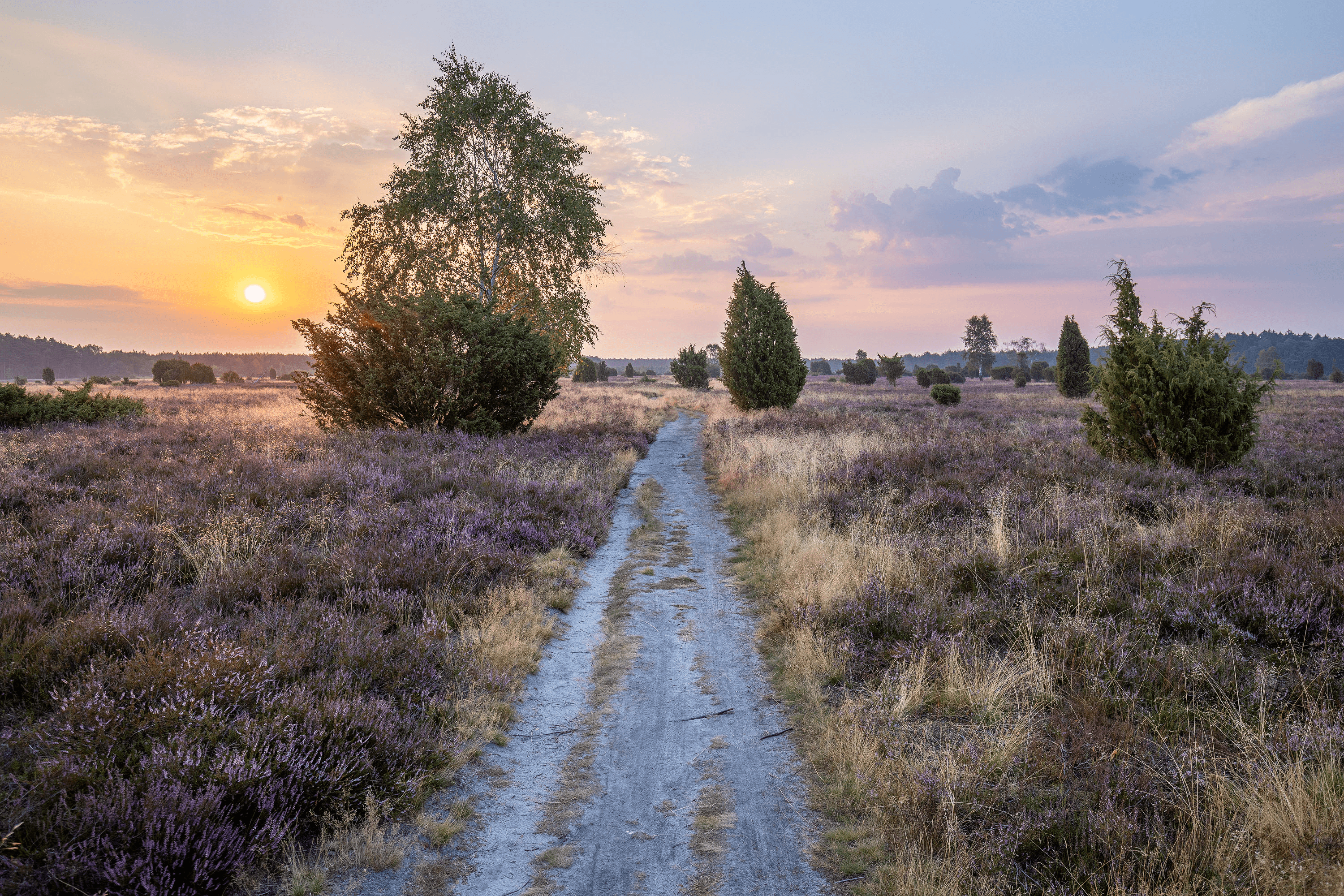 Blühende Heide im Wacholderwald Schmarbeck in der Lüneburger Heide