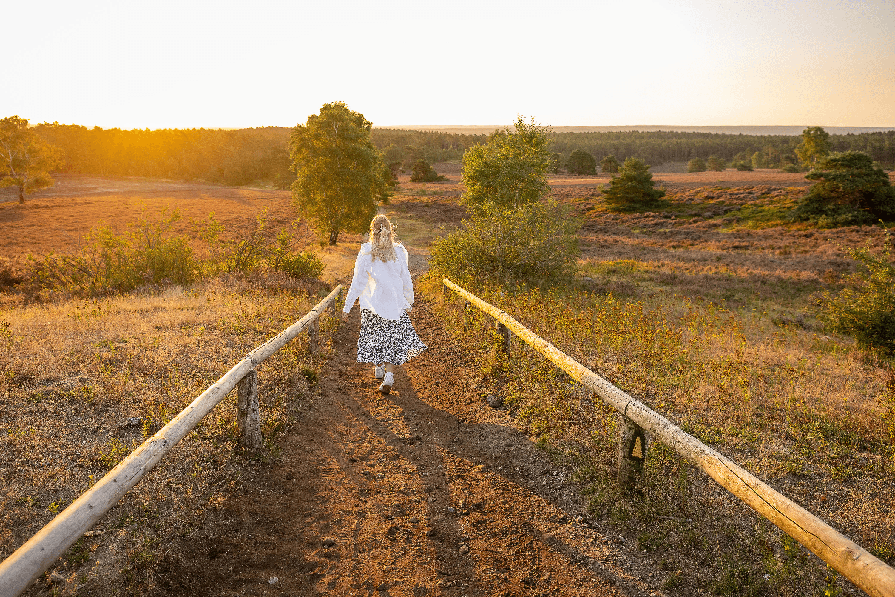 Sonnenaufgang am Brunsberg in der Lüneburger Heide