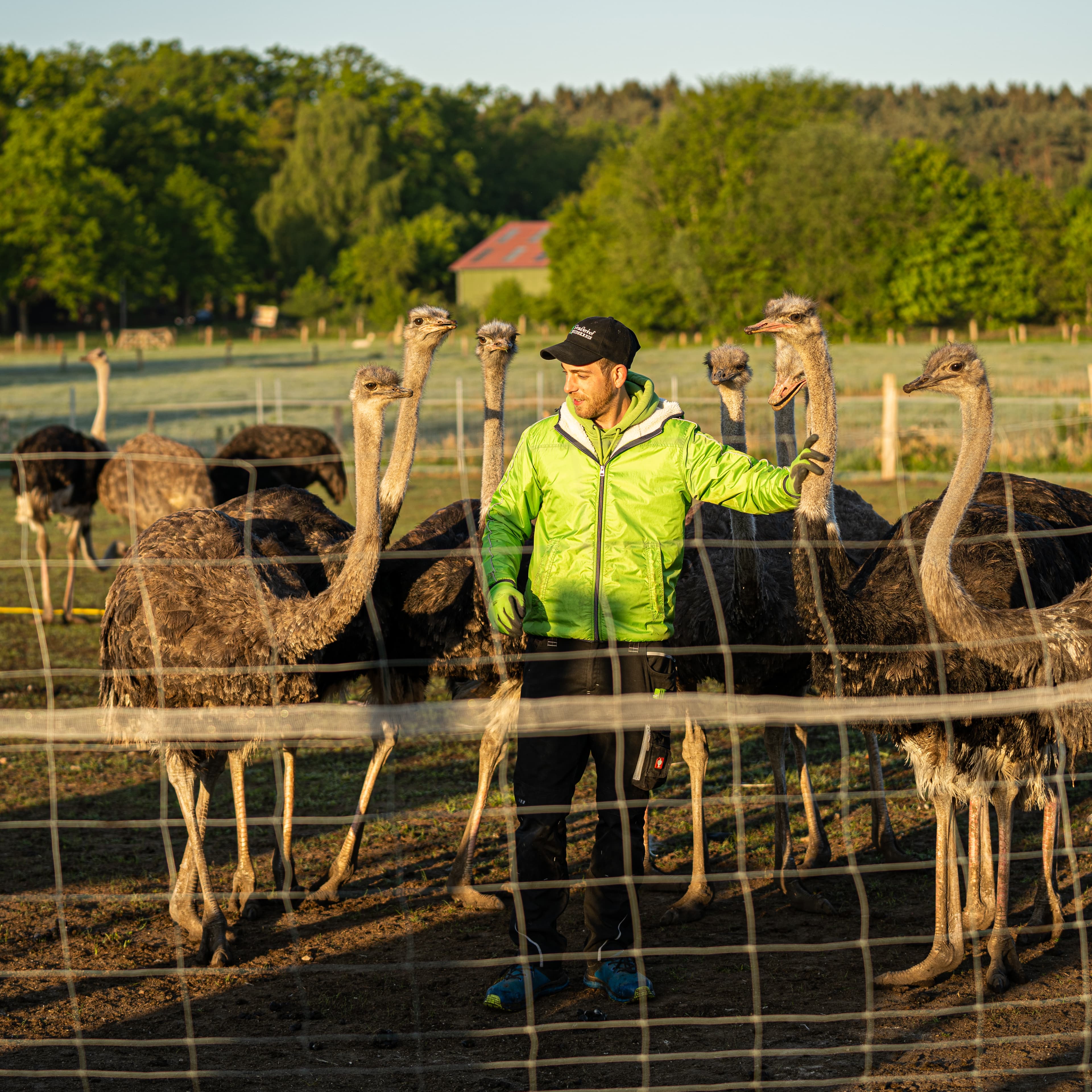 Man kann die Straußenfarm Heidekreis täglich besichtigen