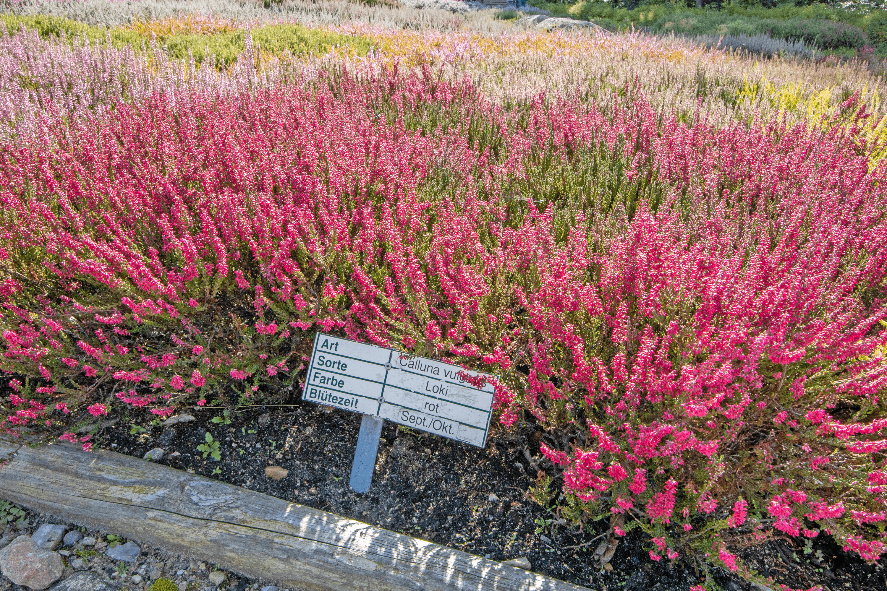 Hier blüht die Heidesorte Loki im Heidegarten Schneverdingen