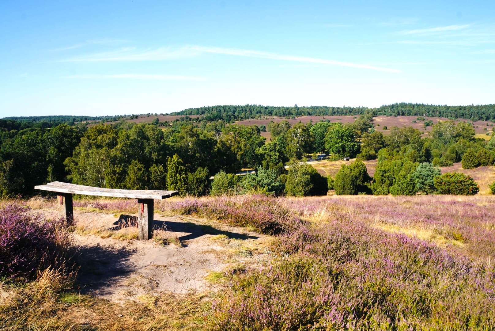 Heidefläche Winsen Aller Südheide