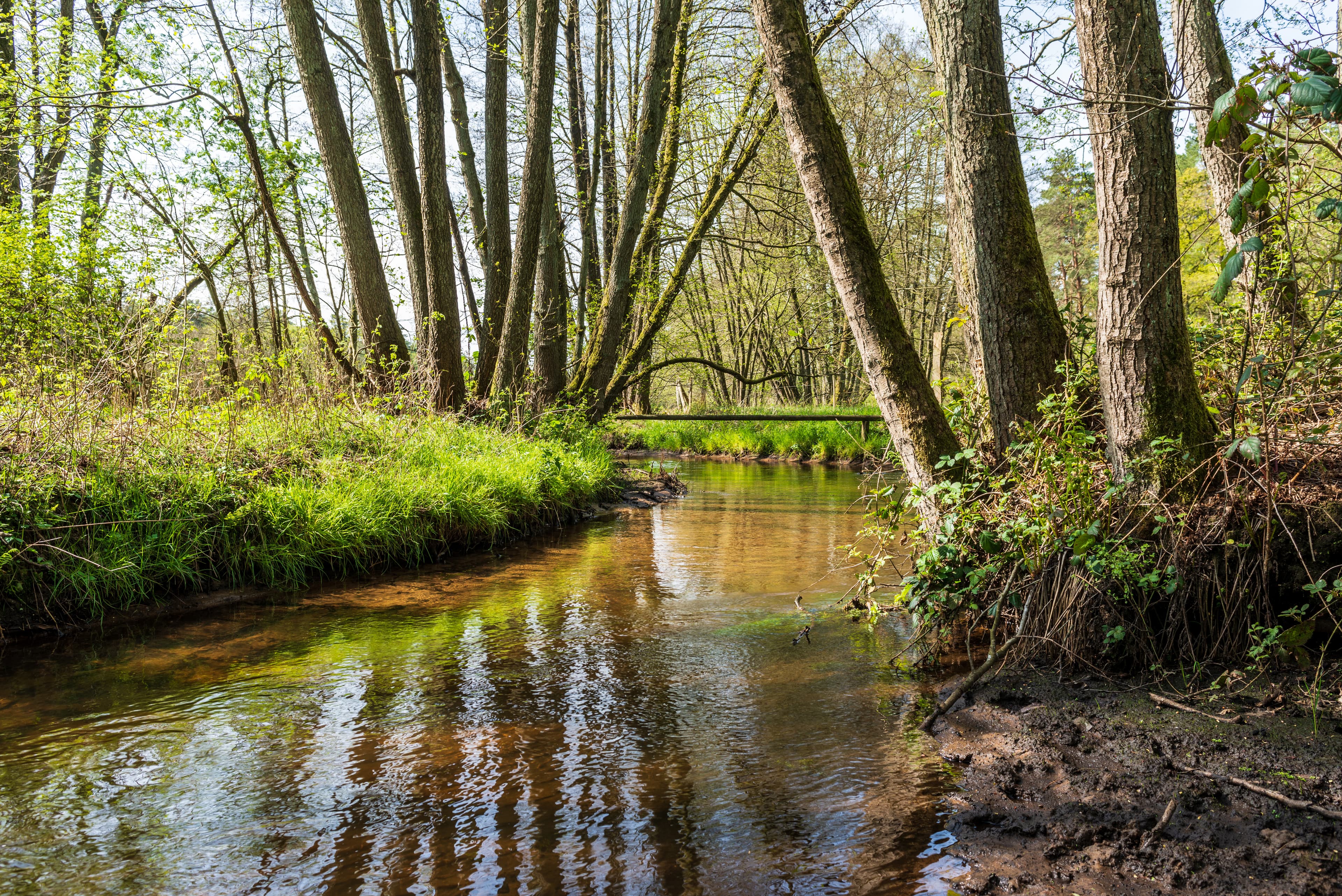 Der kleine Fluss Schmale Aue in Egestorf in der Lüneburger Heide