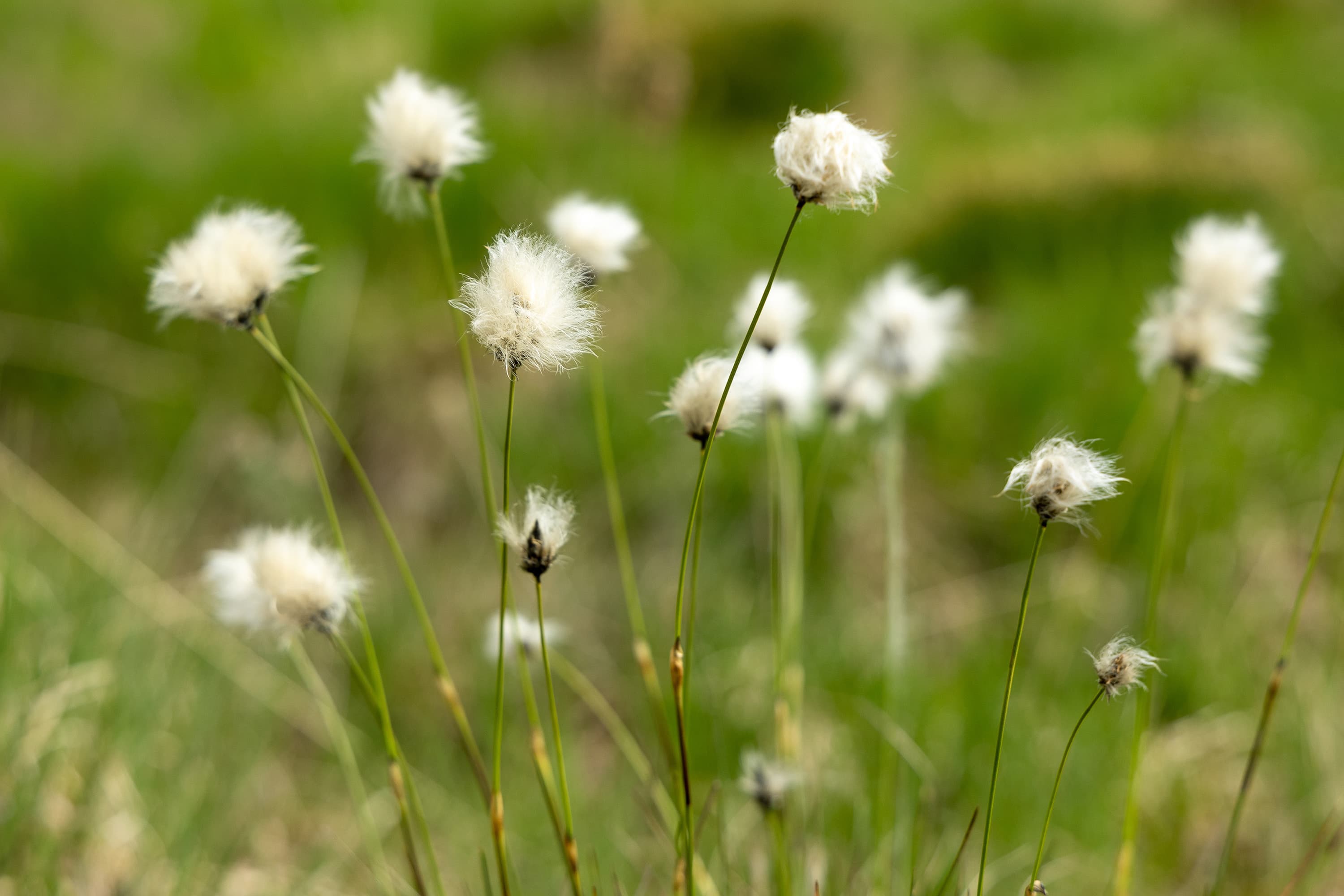 Wollgrasblüte Blüte Frühling