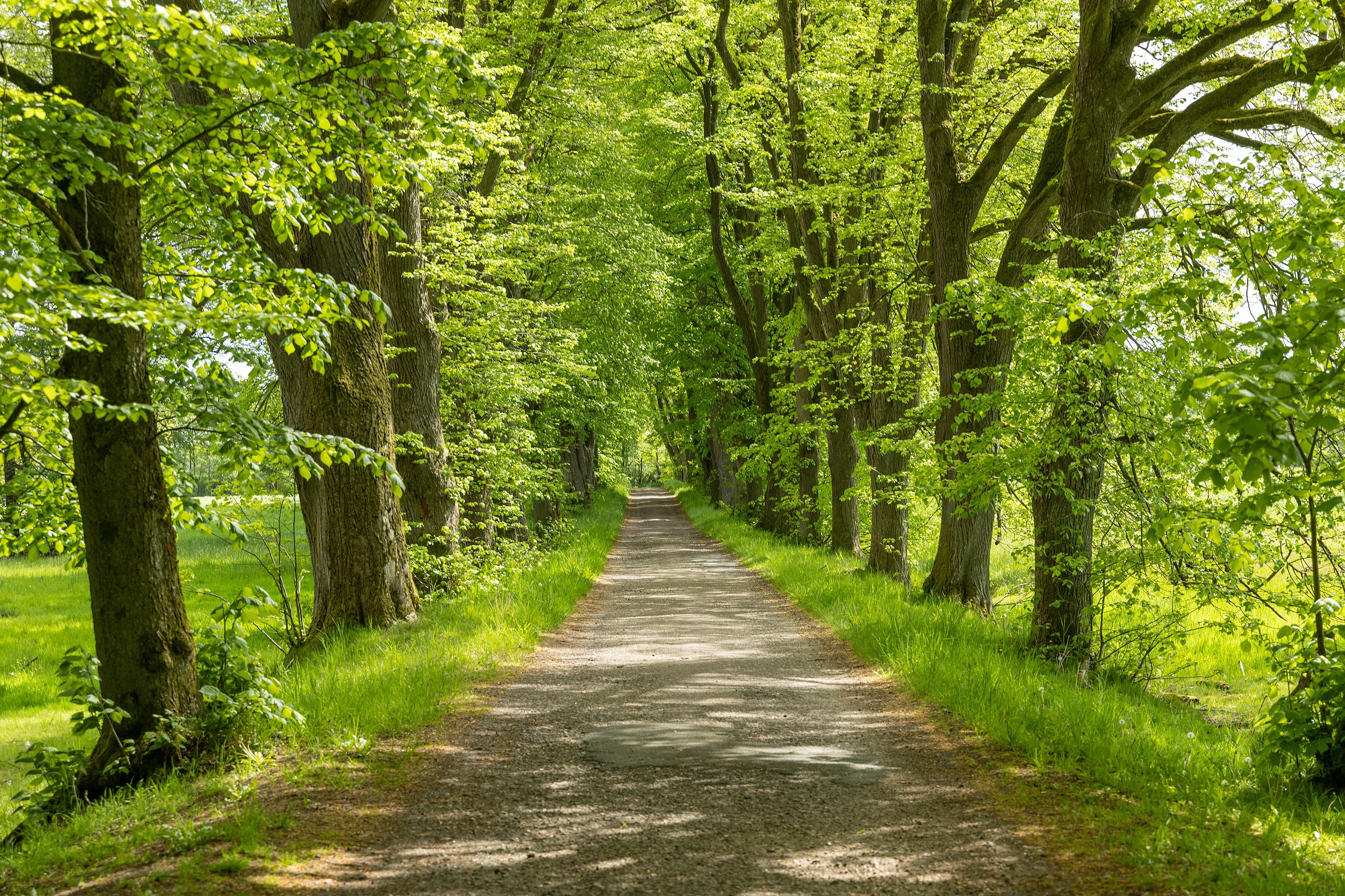 eschenallee uhlenstieg wandern frühling
