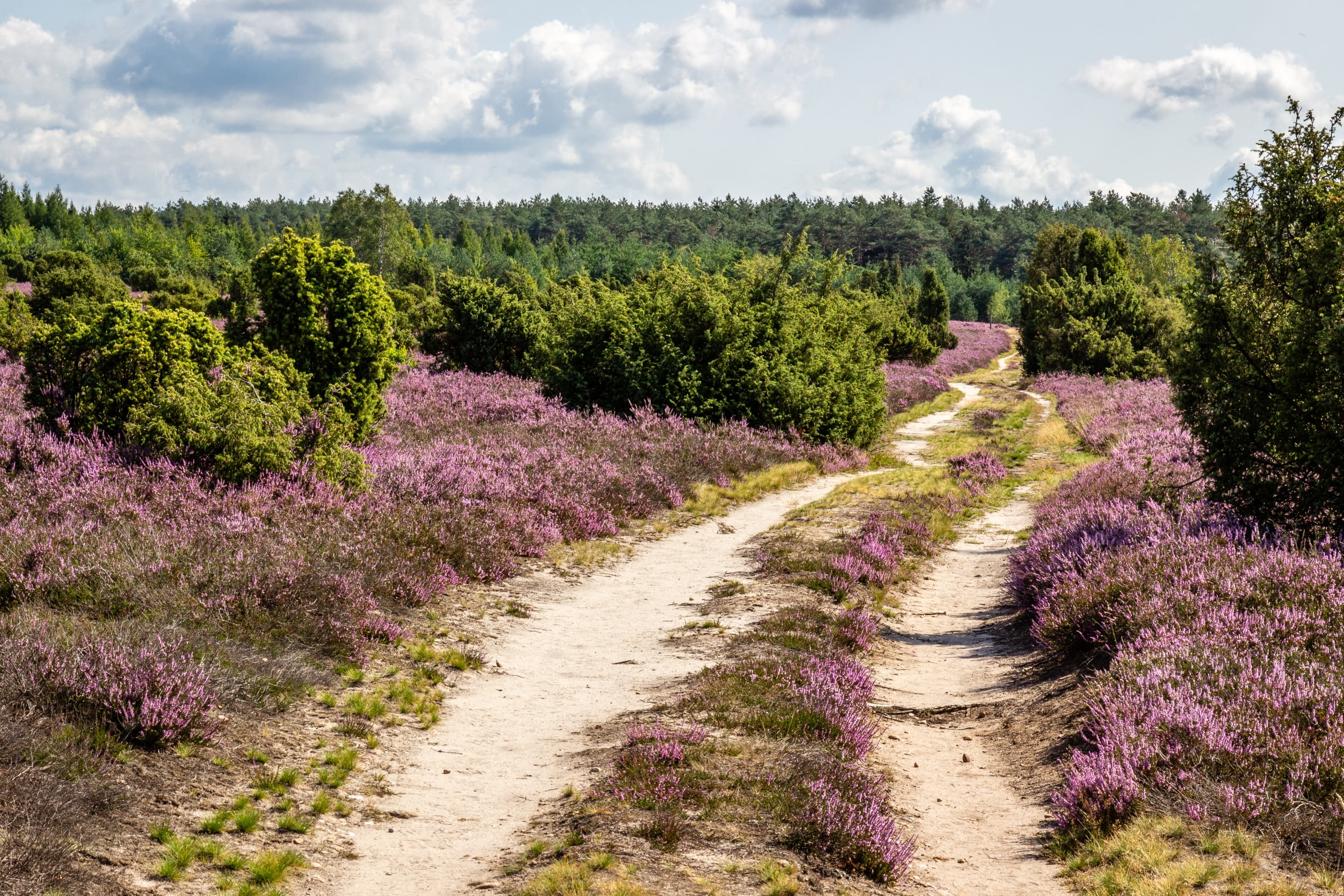 Erinner´Dich, Lüneburger Heide FIlm, Wacholderwald Schmarbeck