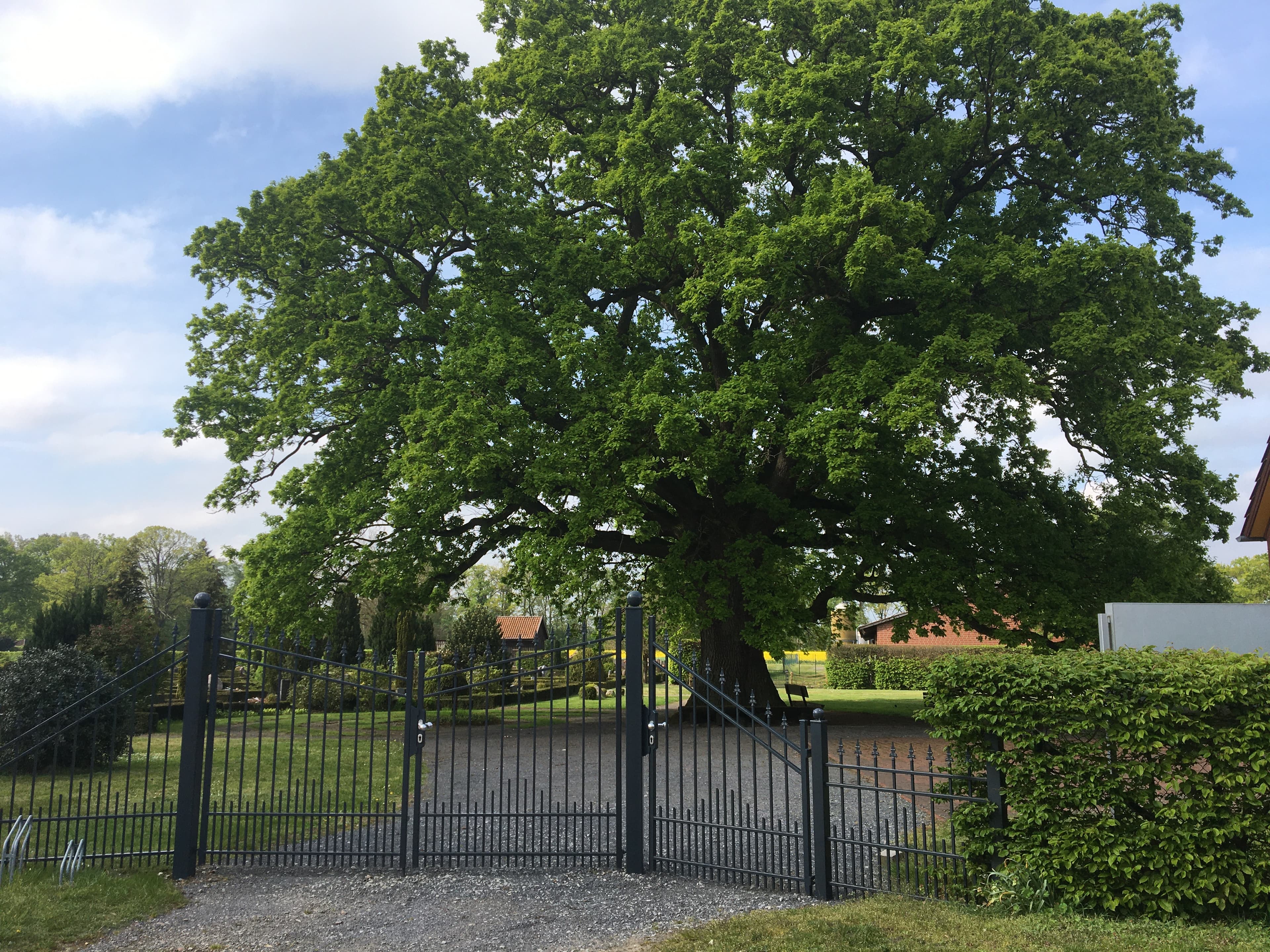 Friedhofseiche in Langlingen im Frühling