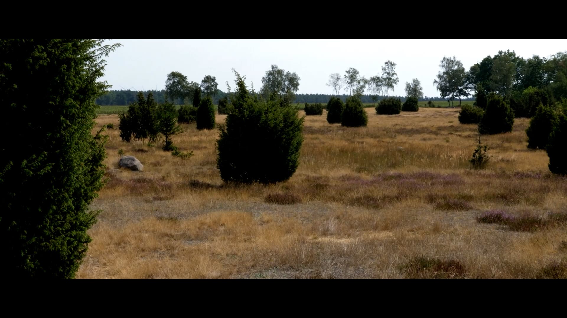 Wacholder, Heide, Eimke, Ellerndorfer Wacholderheide