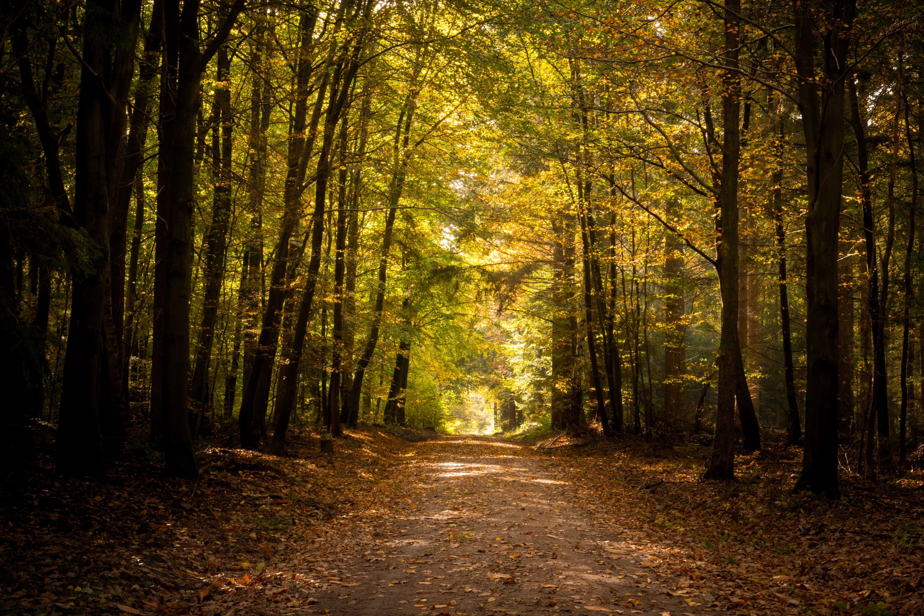 Herbst im Lüßwald in der Lüneburger HeideAutumn in the Lüßwald forest in the Lüneburg HeathEfterår i Lüßwald i Lüneburger HeideHerfst in het Lüßwald op de Lüneburger Heide