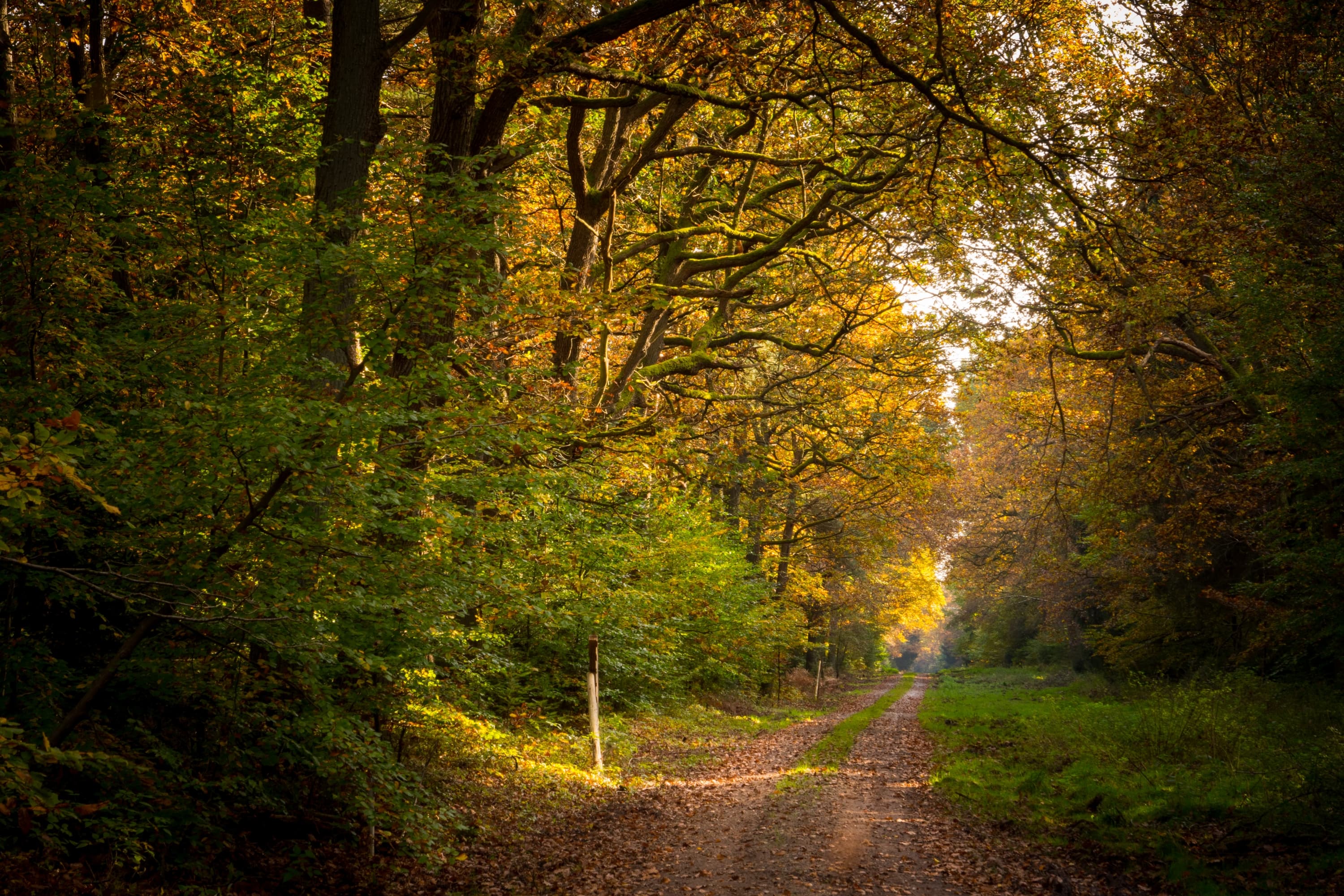 buntes Laub im herbstlichen Luesswald