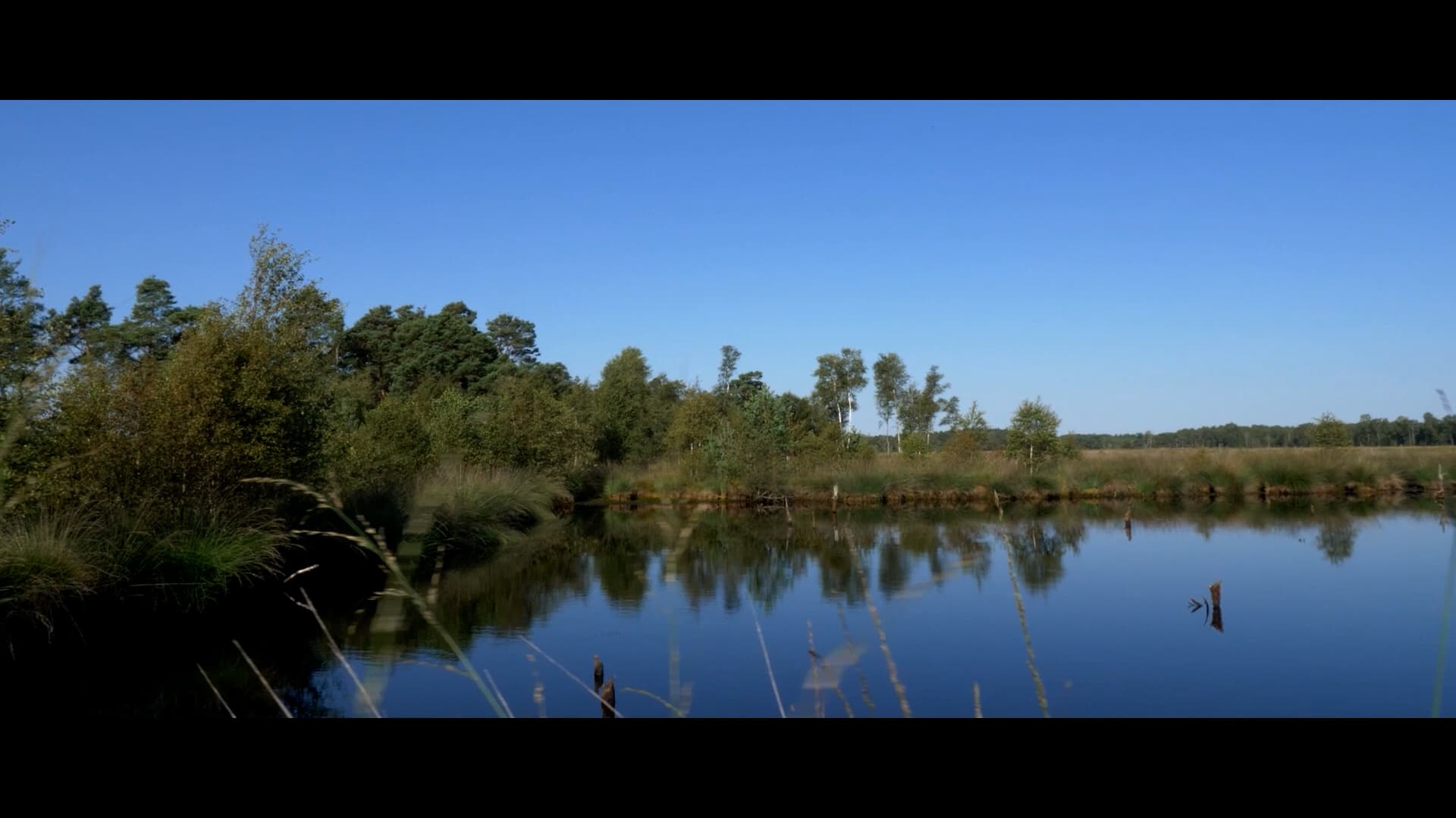 Pietzmoor, Schneverdingen, Moor, Wasser