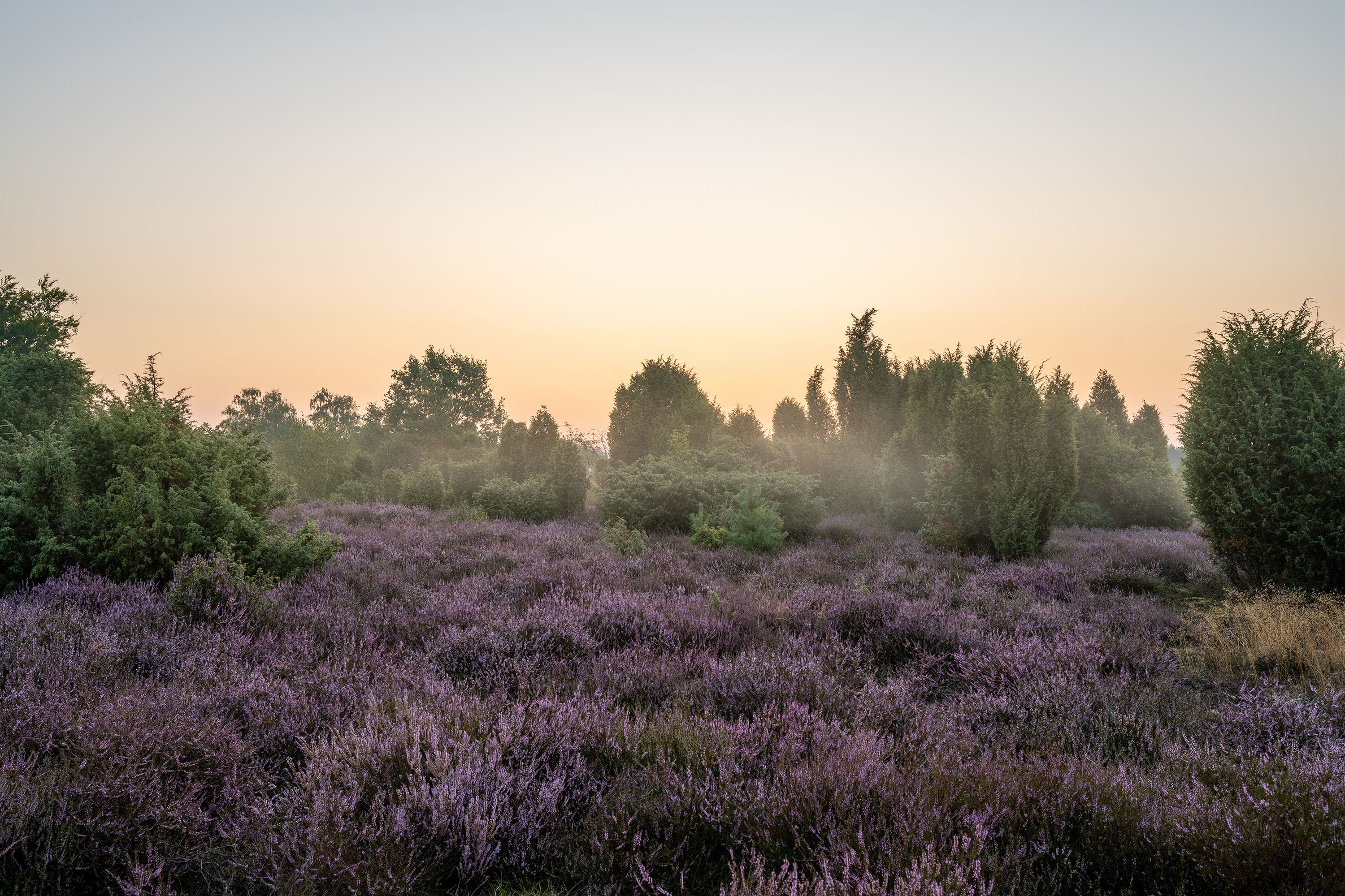 Nebel in der Ellerndorfer Wacholderheide