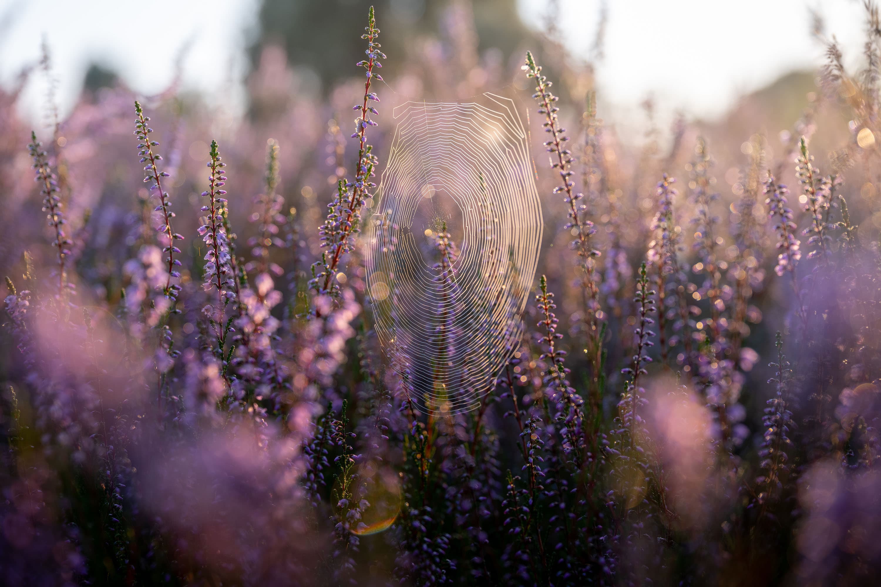 Blühende Heide in der Ellerndorfer Wacholderheide