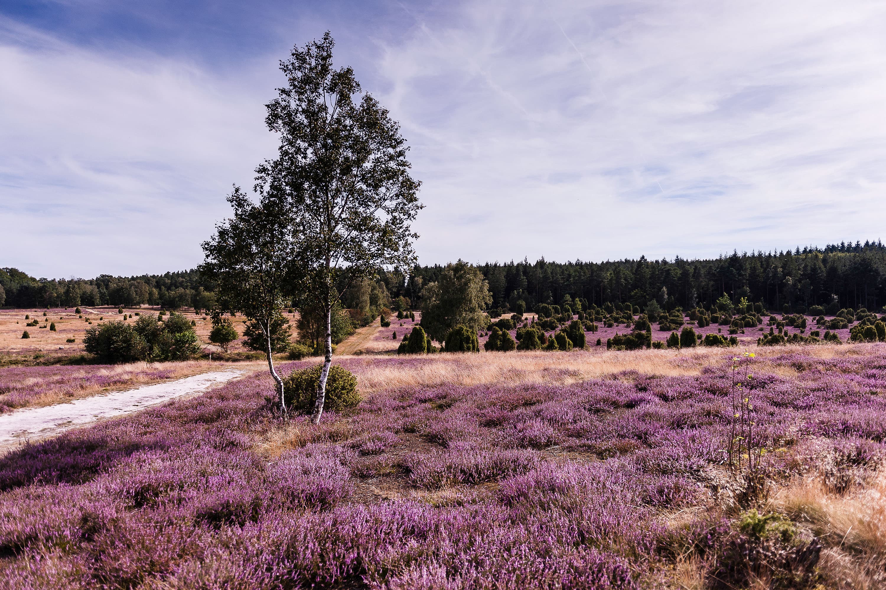 Ausflug in die Ellerndorfer Wacholderheide zur Heideblüte
