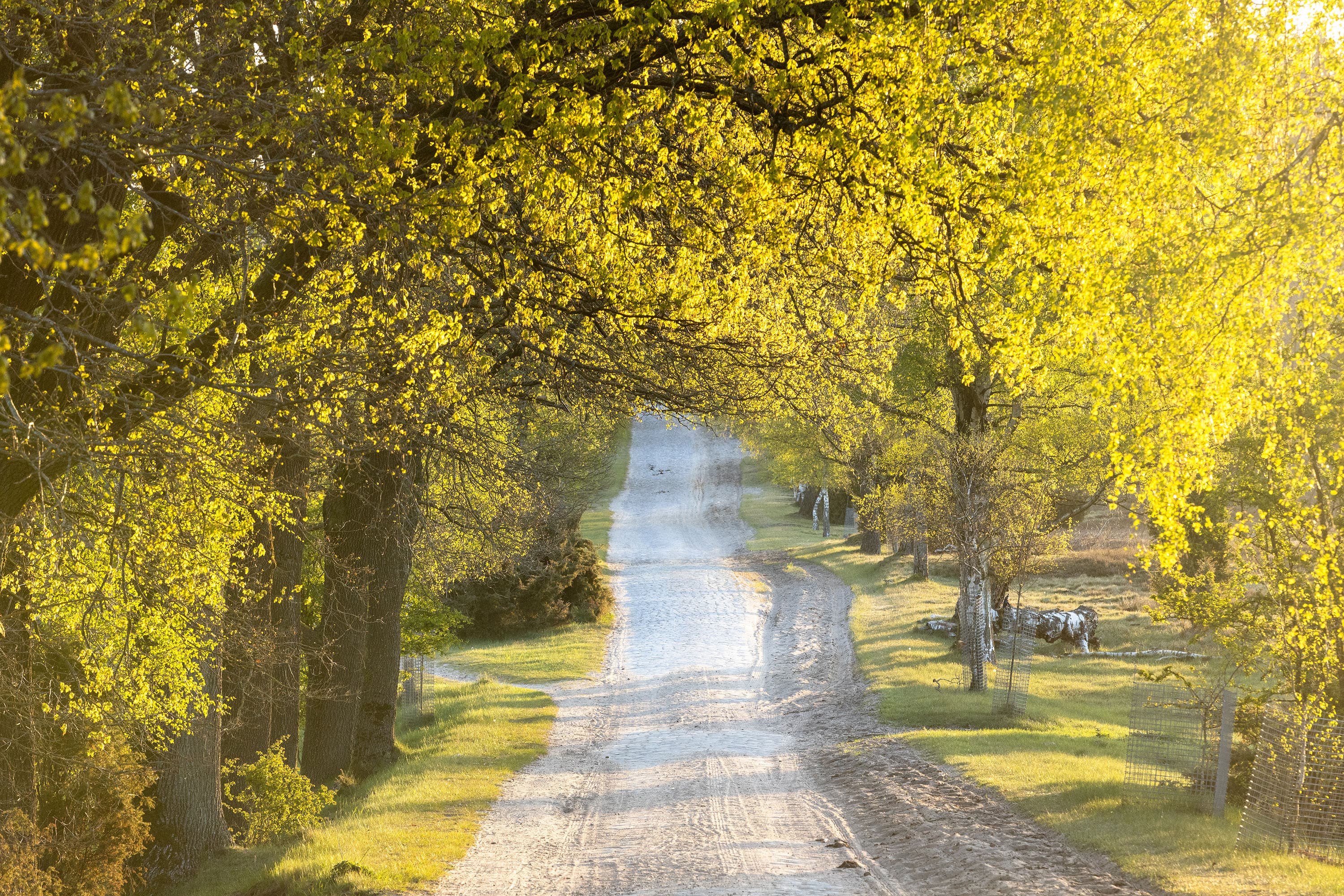 Wanderung auf den Glückspfaden durch die Lüneburger Heide