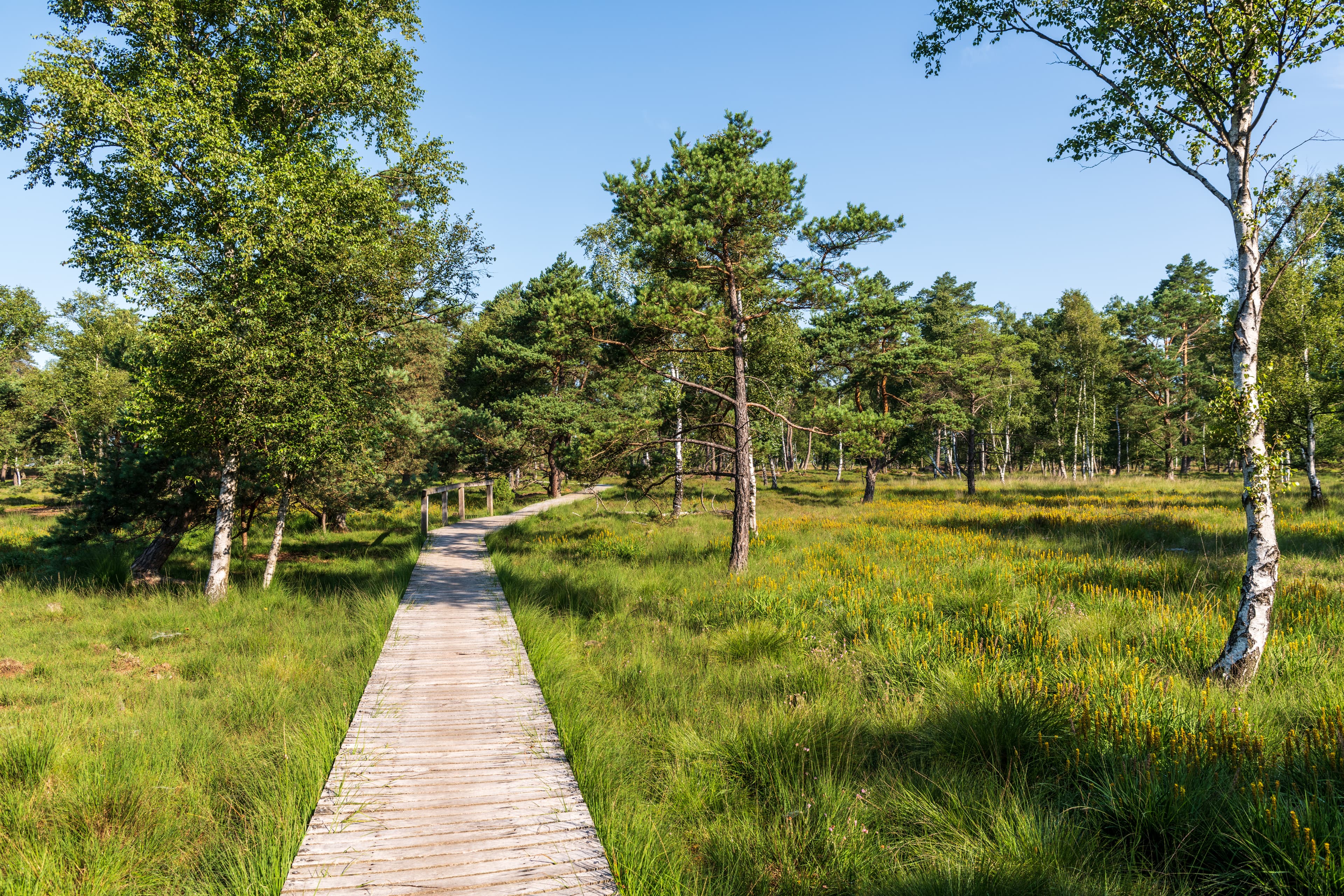 Wandern auf dem Uhlenstieg durch das Möhrer Moor