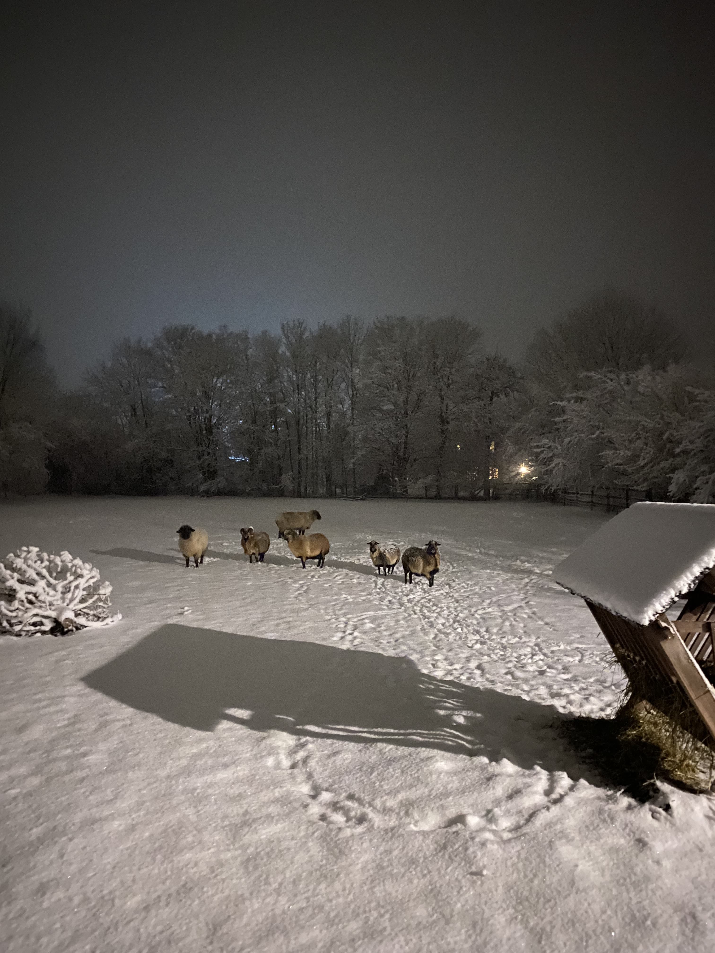 Schafe Schnee Ferienhaus Bothmer Schwarmstedt