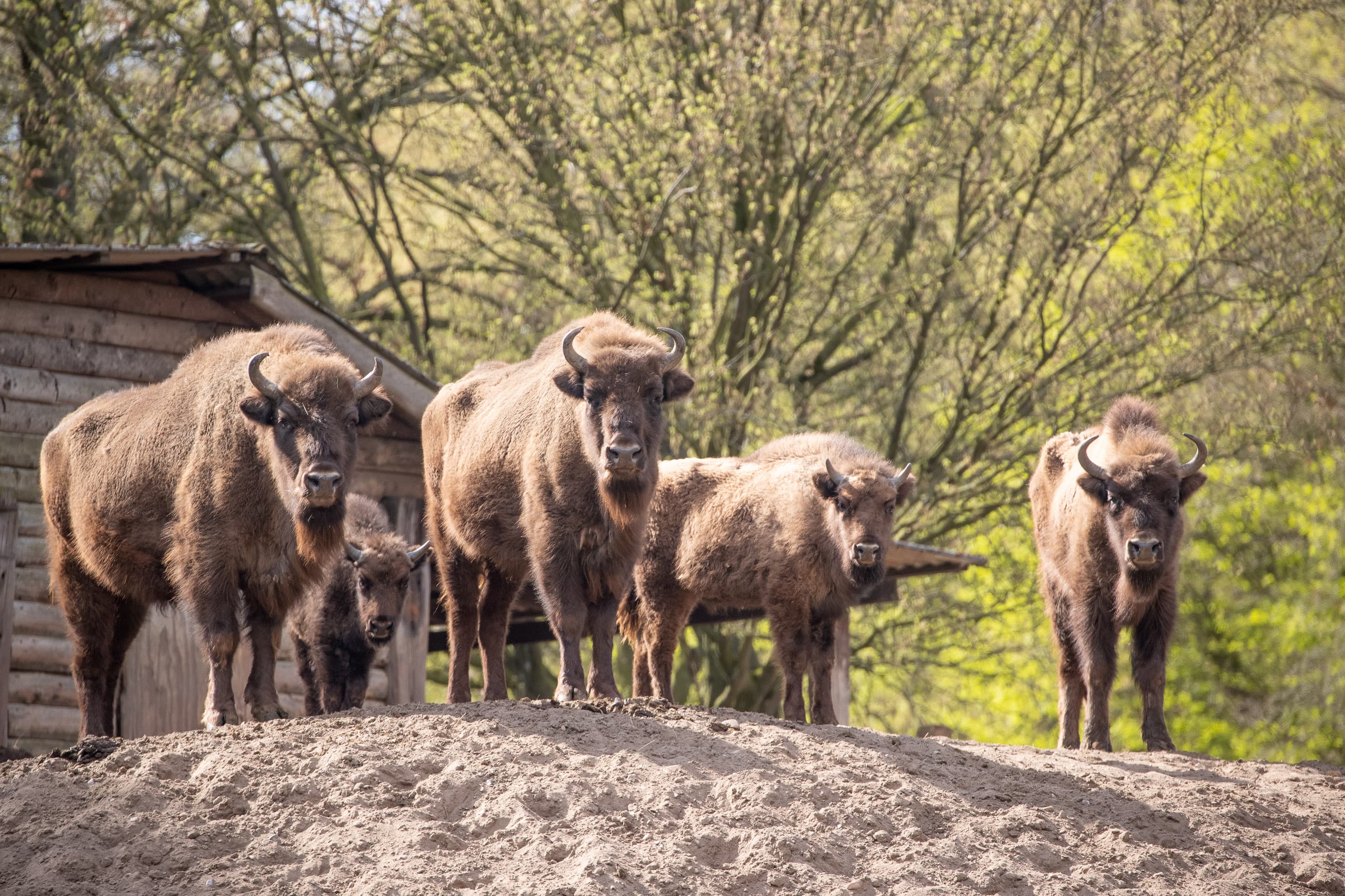 Der Tierpark in Hanstedt hat WisenteThe zoo in Hanstedt has bisonZoo i Hanstedt har bisonerDe dierentuin in Hanstedt heeft bizons