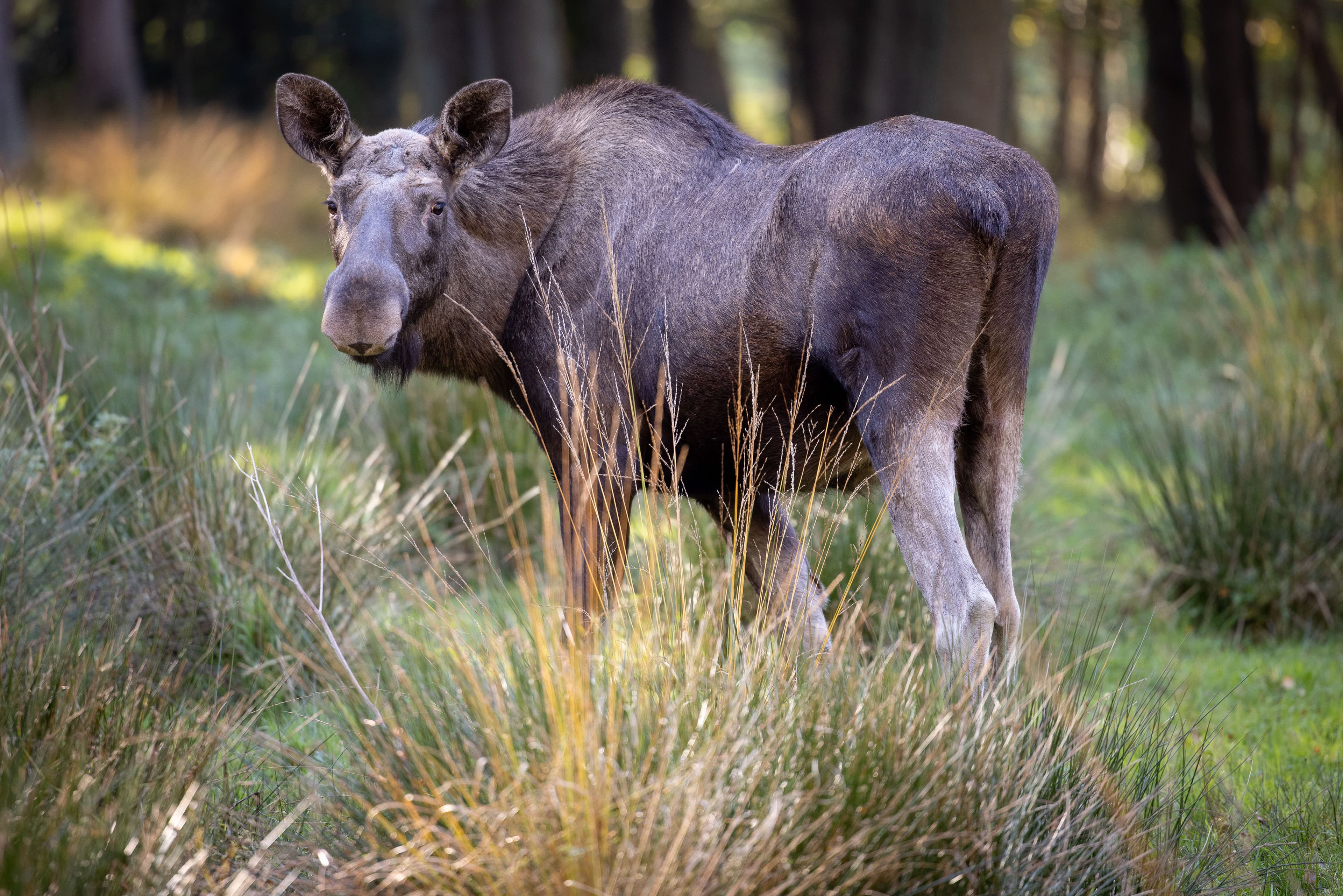 Der Wildpark Lüneburger Heide beherbergt auch ElcheThe Lüneburg Heath Wildlife Park is also home to mooseLüneburg Heath Wildlife Park er også hjemsted for elgeIn het wildpark Lüneburger Heide leven ook elanden
