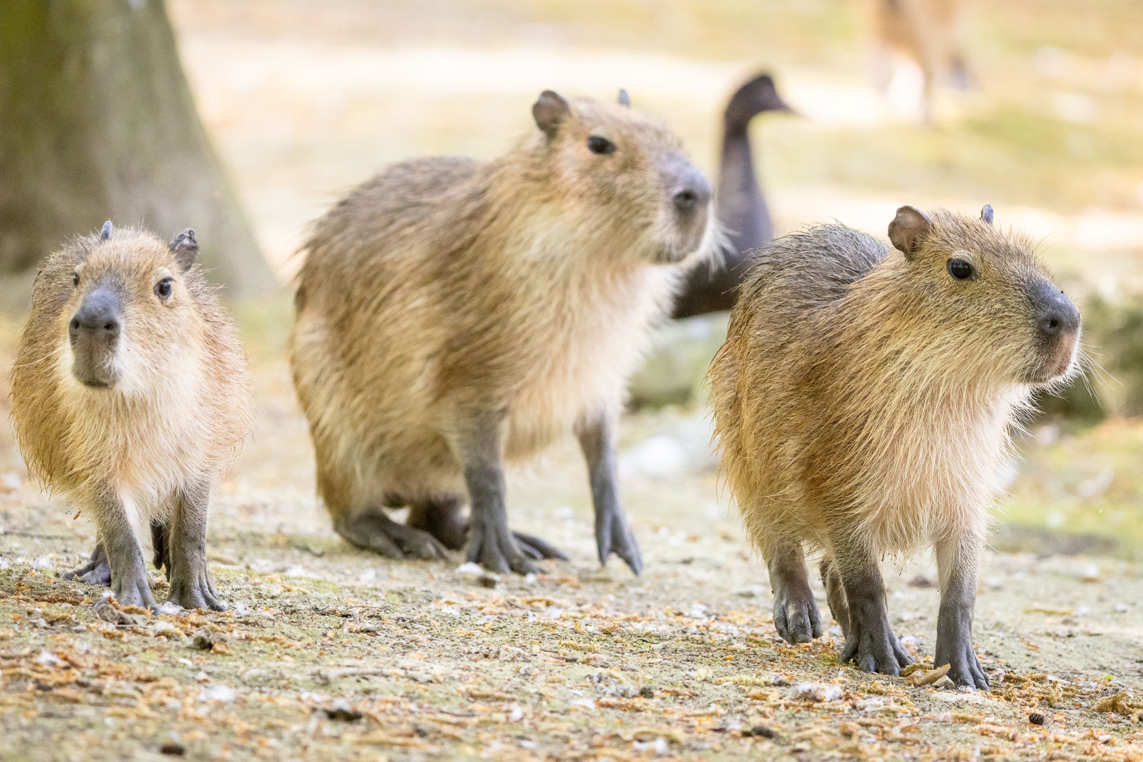Wasserschwein im Wildpark Lüneburger HEideCapybara in the Lüneburg Heath Wildlife ParkCapybara i Lüneburg Heath Wildlife ParkCapibara in het wildpark op de Lüneburger Heide